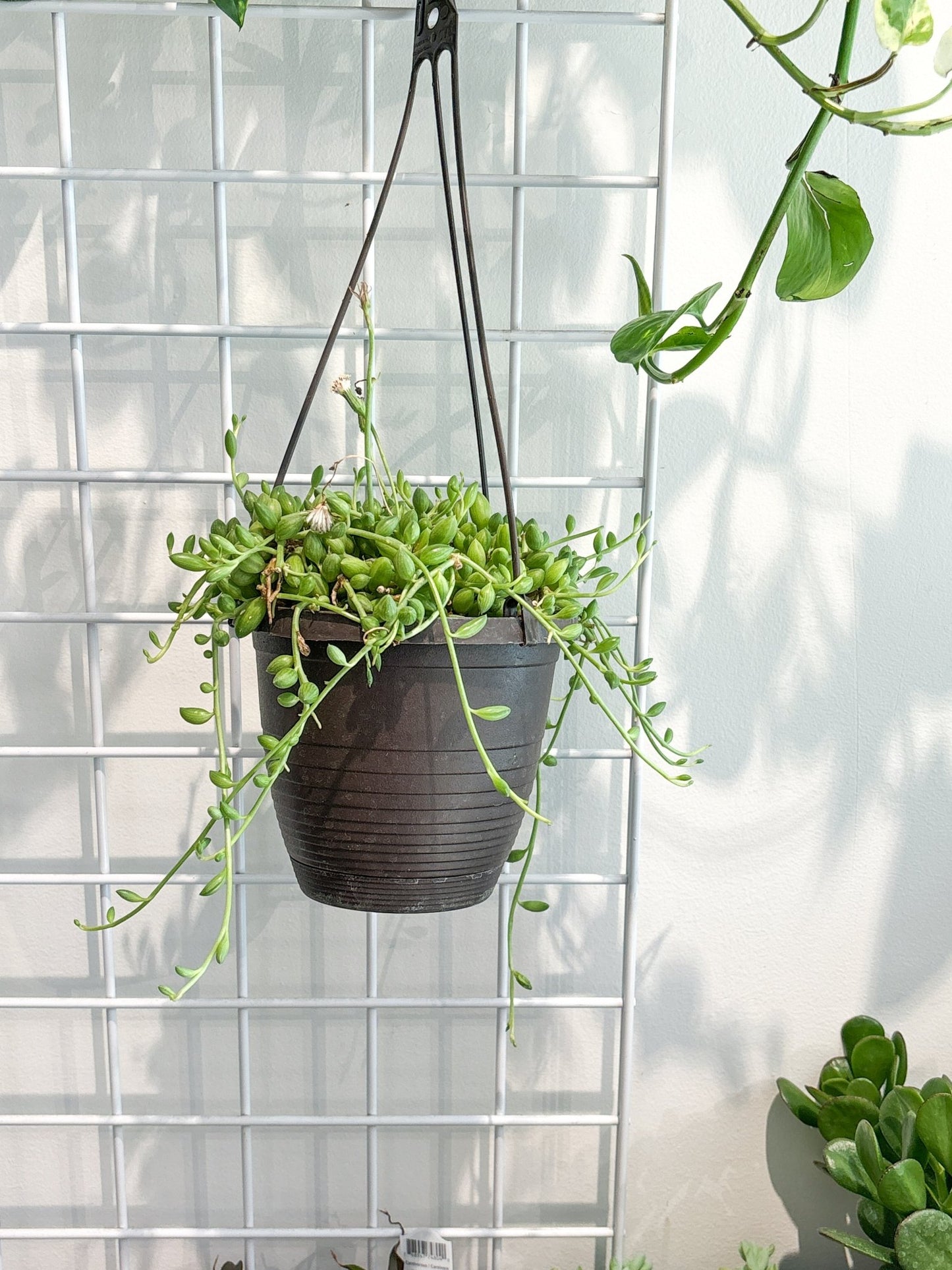 Watermelon (Senecio) - Alma Plantes