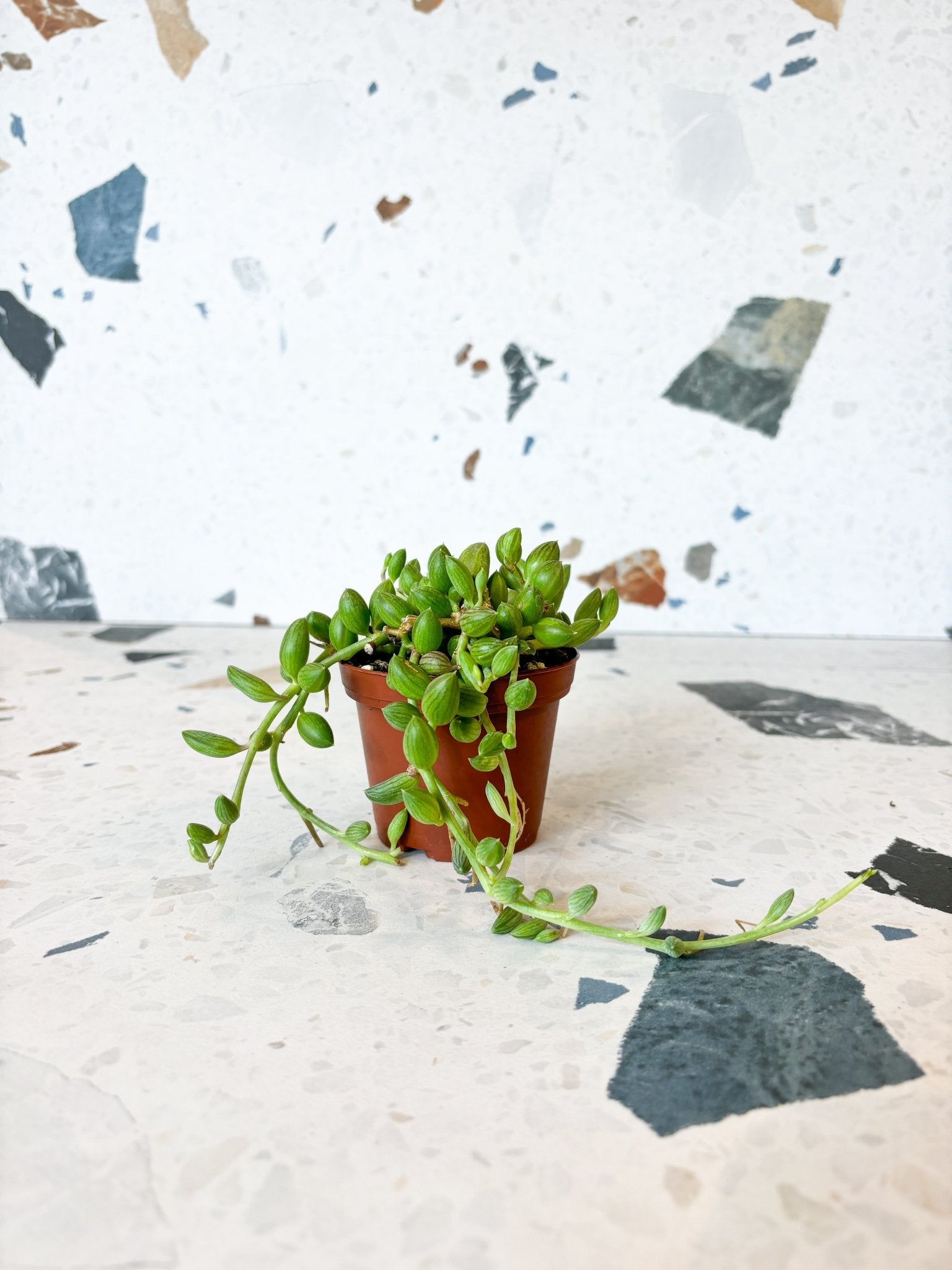 Watermelon (Senecio) - Alma Plantes