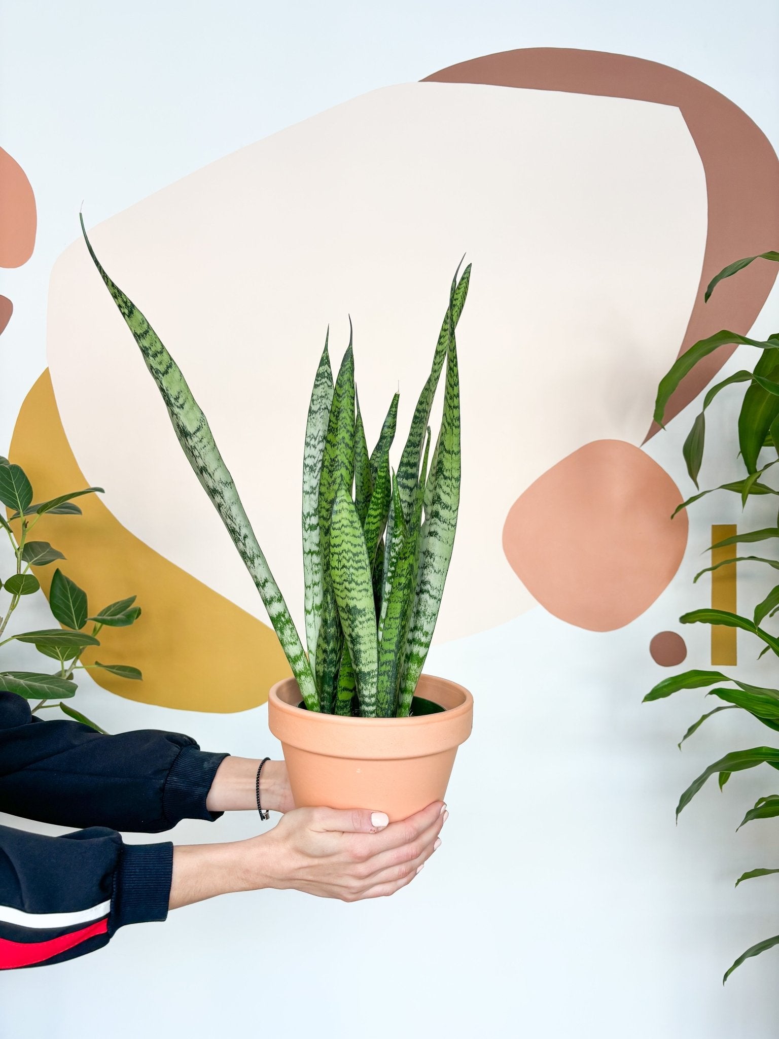 sansevieria zeyla Zeyla (Sansevière) – Alma Plantes