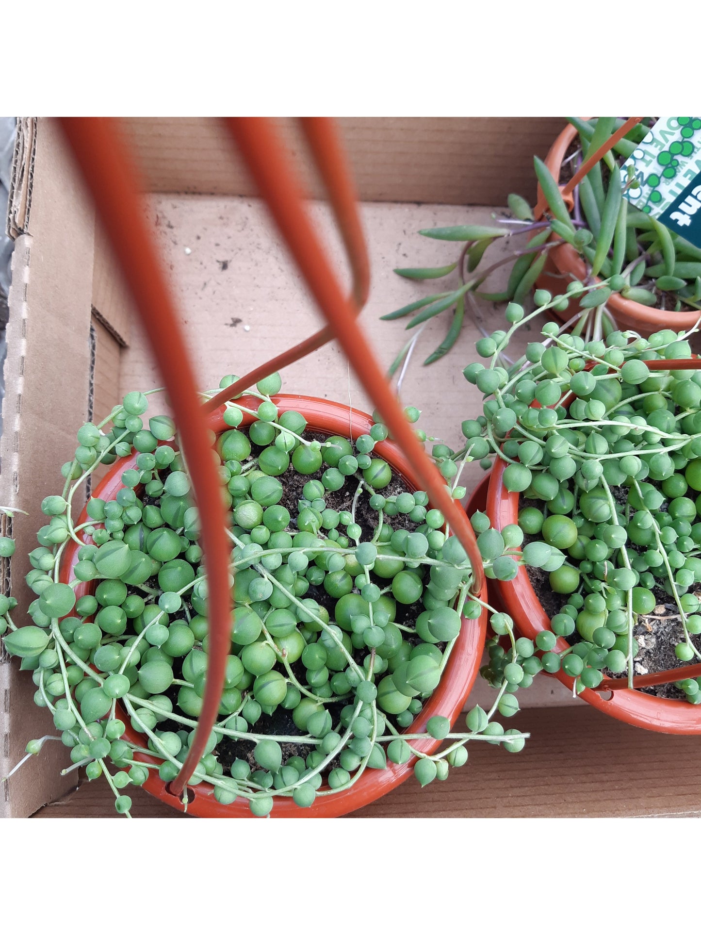 Mr. Bean (Senecio)