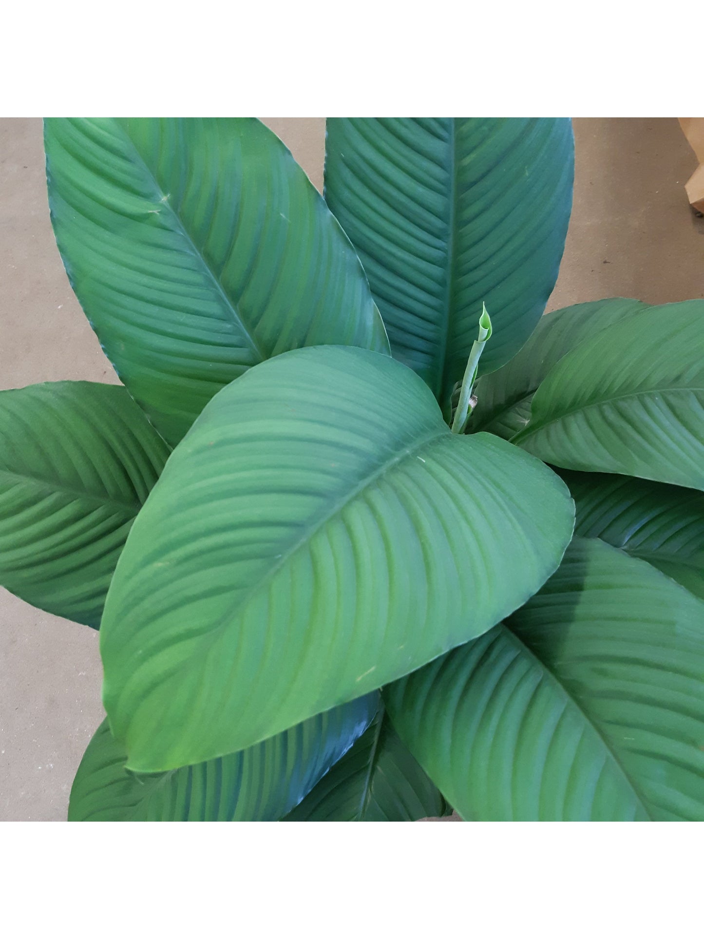 Waldorf (Spathiphyllum)