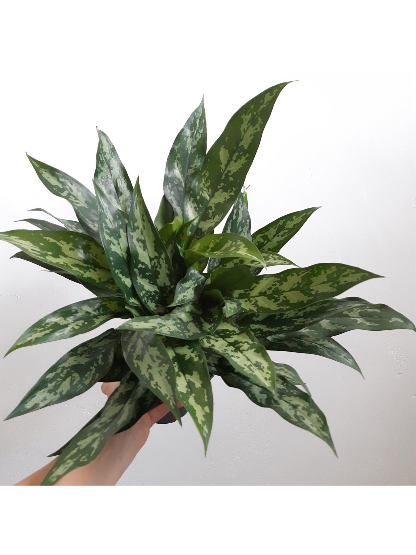 Maria (Aglaonema) - 6 po.