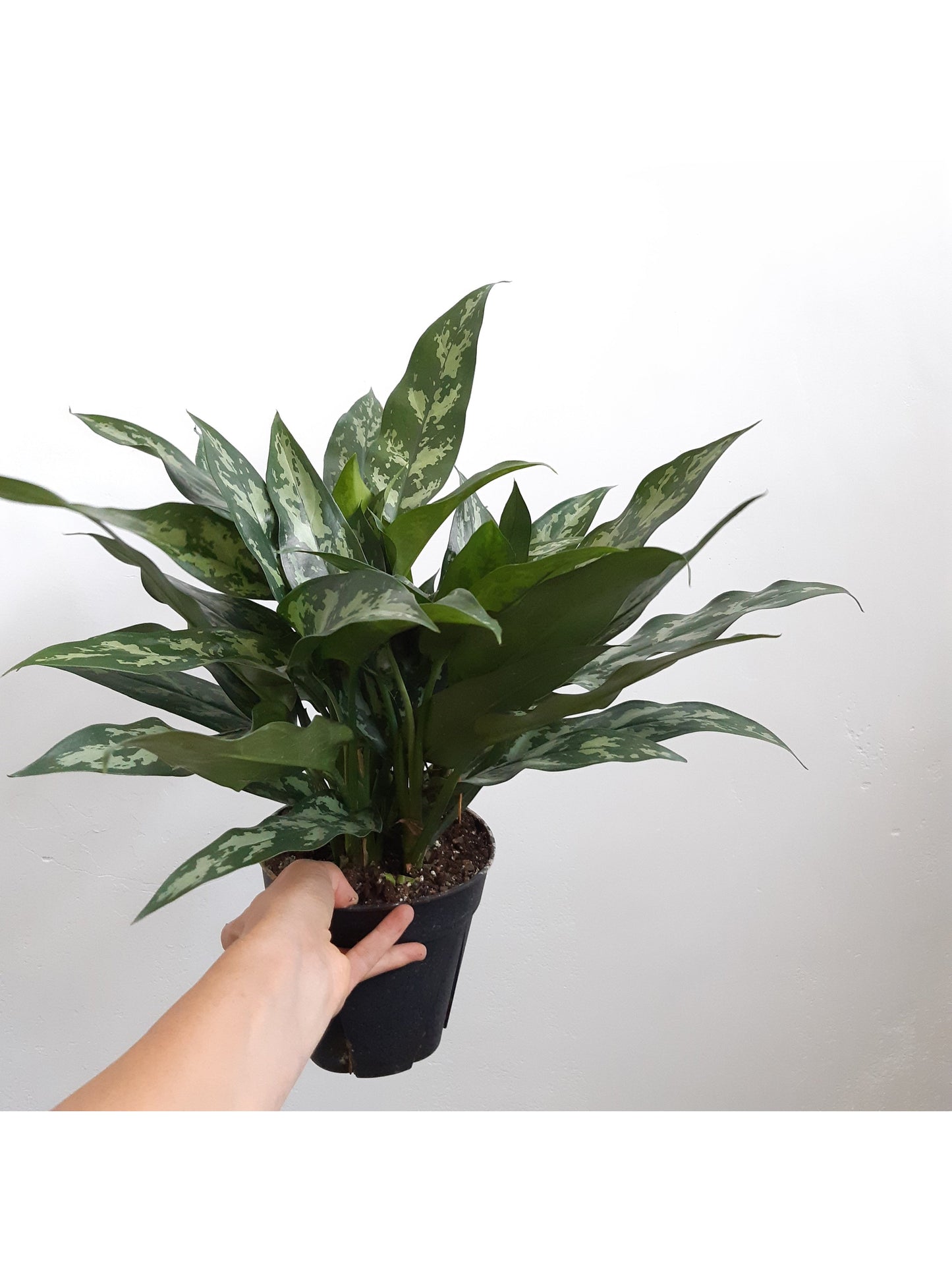 Maria (Aglaonema) - 6 po.