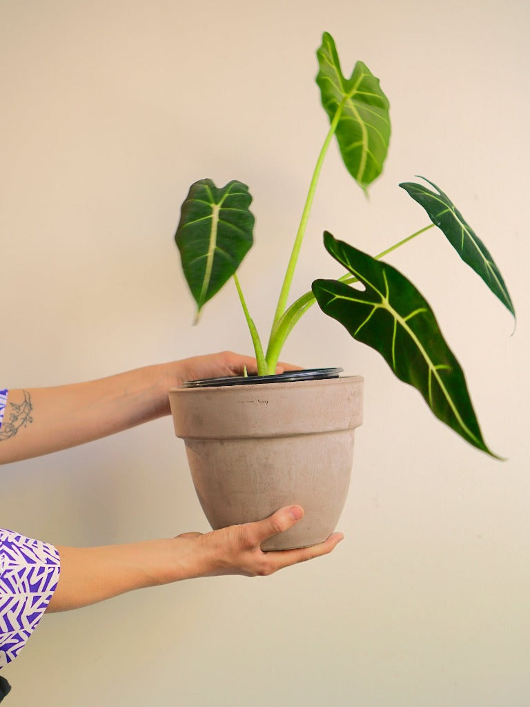 Frida (Alocasia)