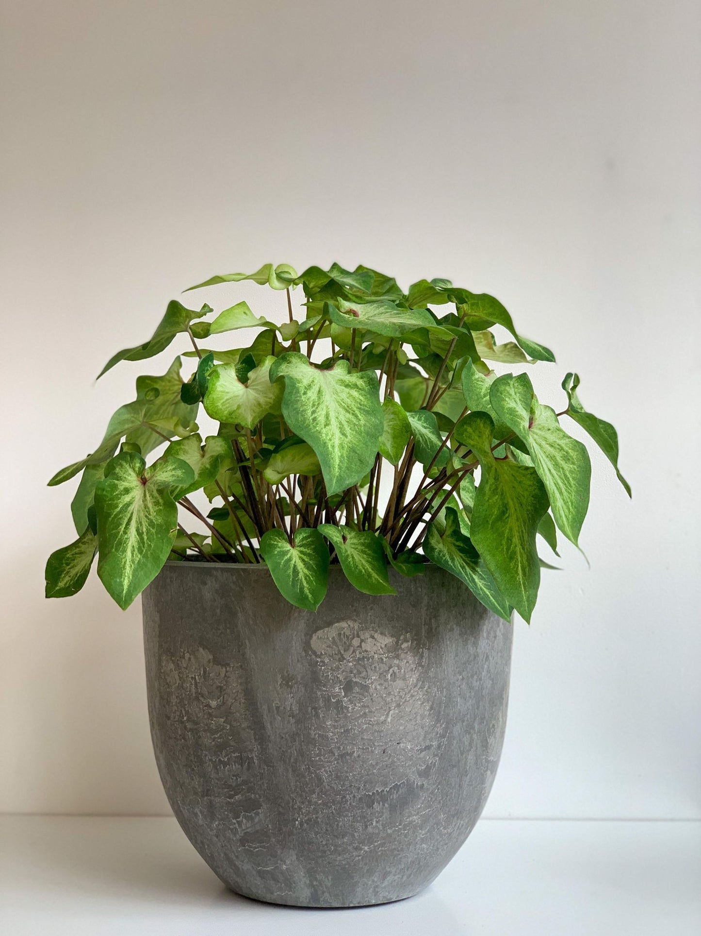 Aaron (Caladium) - Alma Plantes