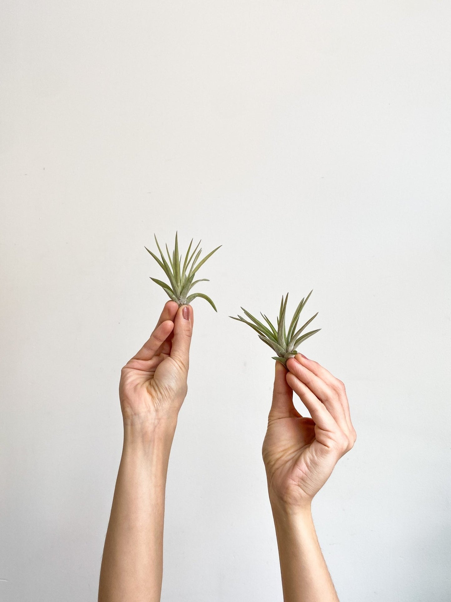 Abdita (Tillandsia) - Alma Plantes