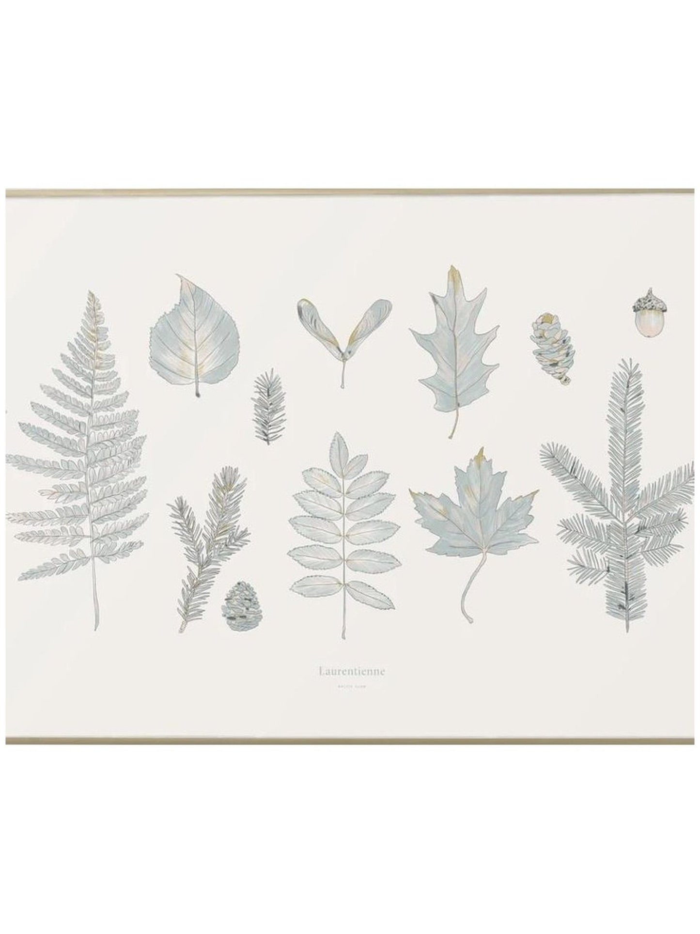 Affiche forêt Laurentienne - Alma Plantes