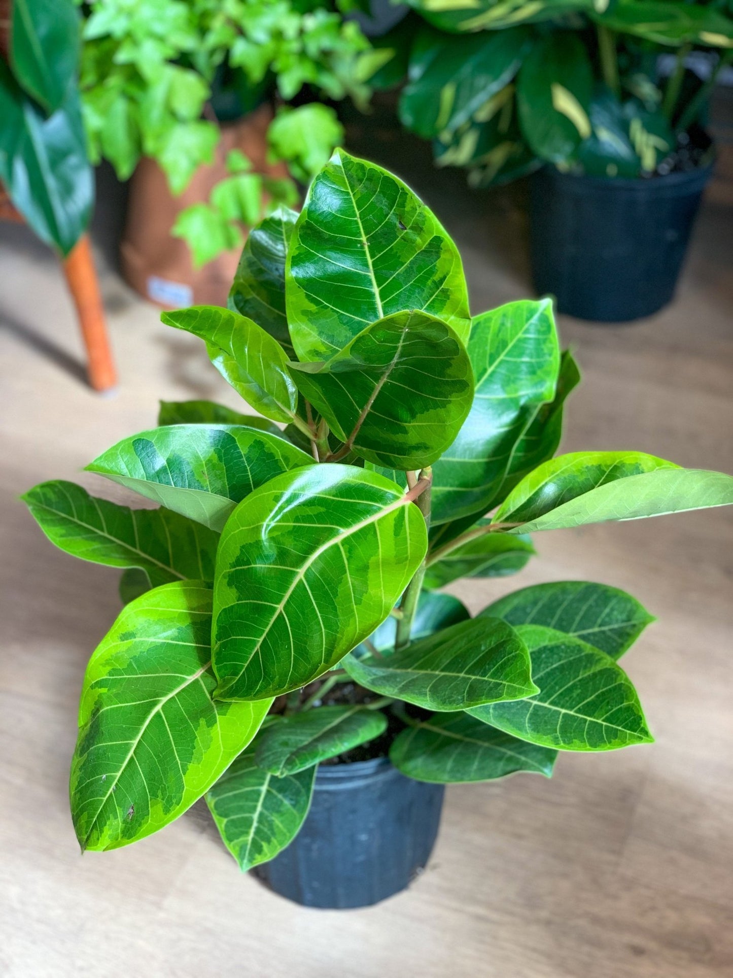 Albertine (Ficus) - Alma Plantes