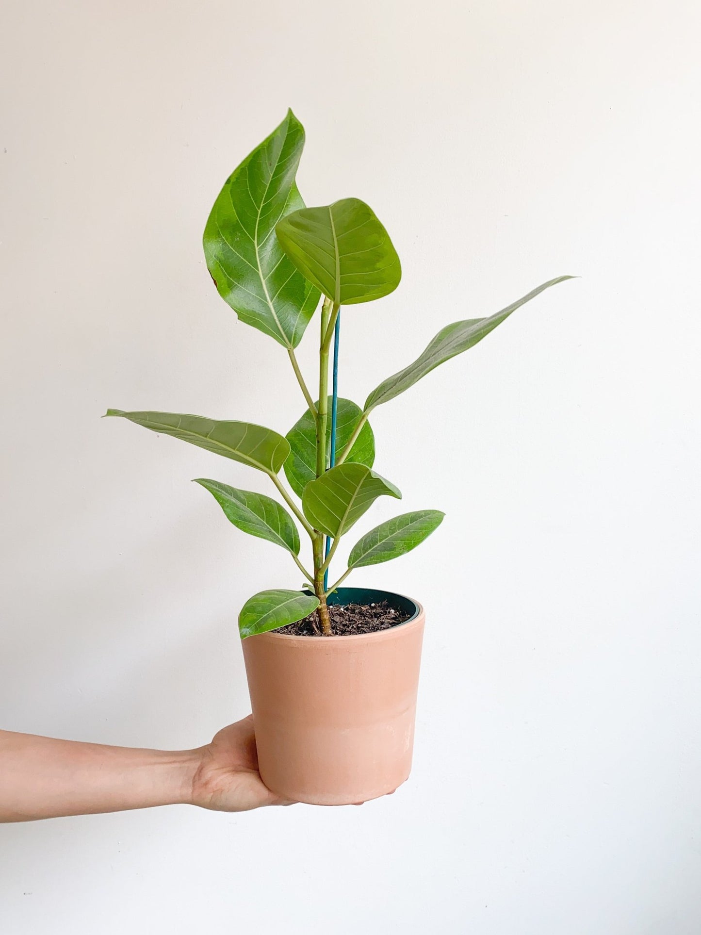 Albertine (Ficus) - Alma Plantes
