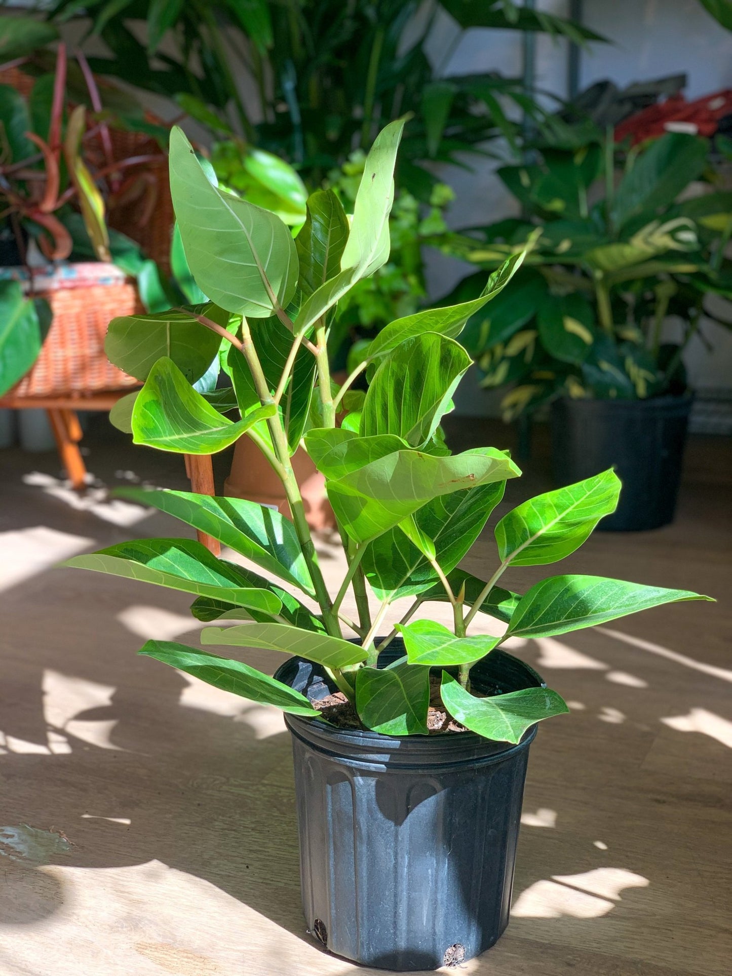 Albertine (Ficus) - Alma Plantes