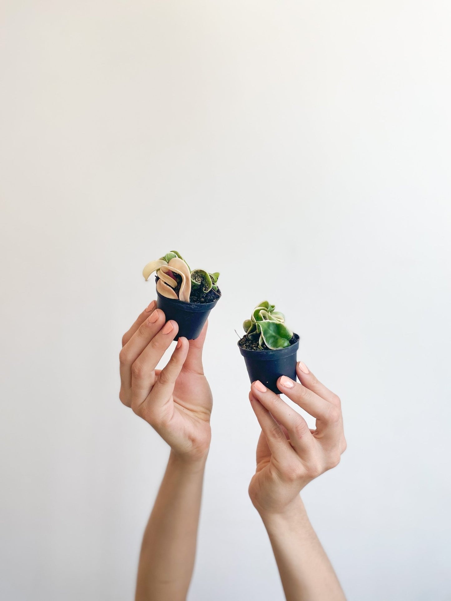 Albo (Hoya) - Alma Plantes