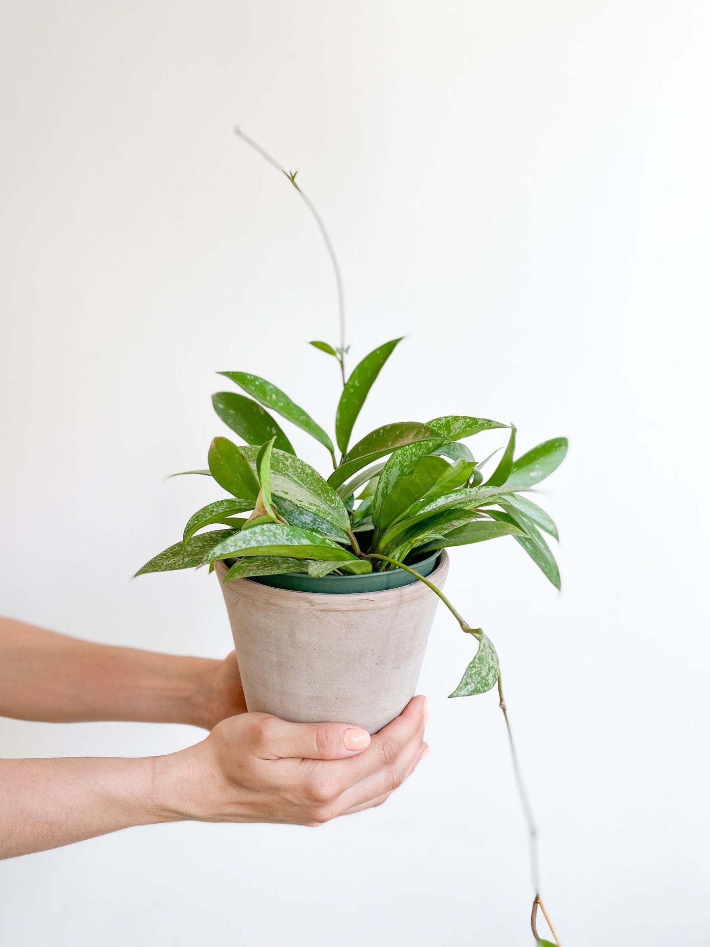 Alison (Hoya) - Alma Plantes