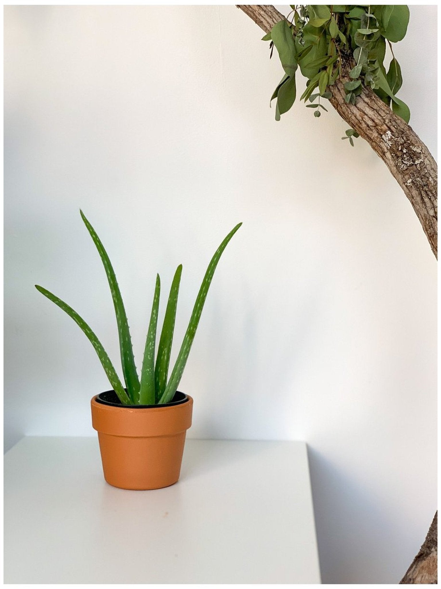 Aloe Vera - Alma Plantes