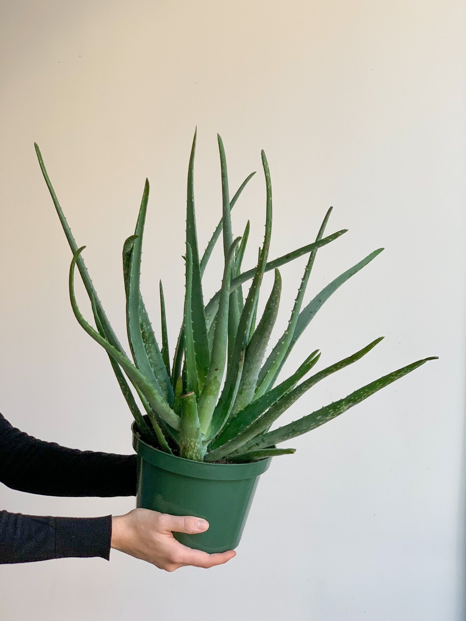 Aloe Vera - Alma Plantes