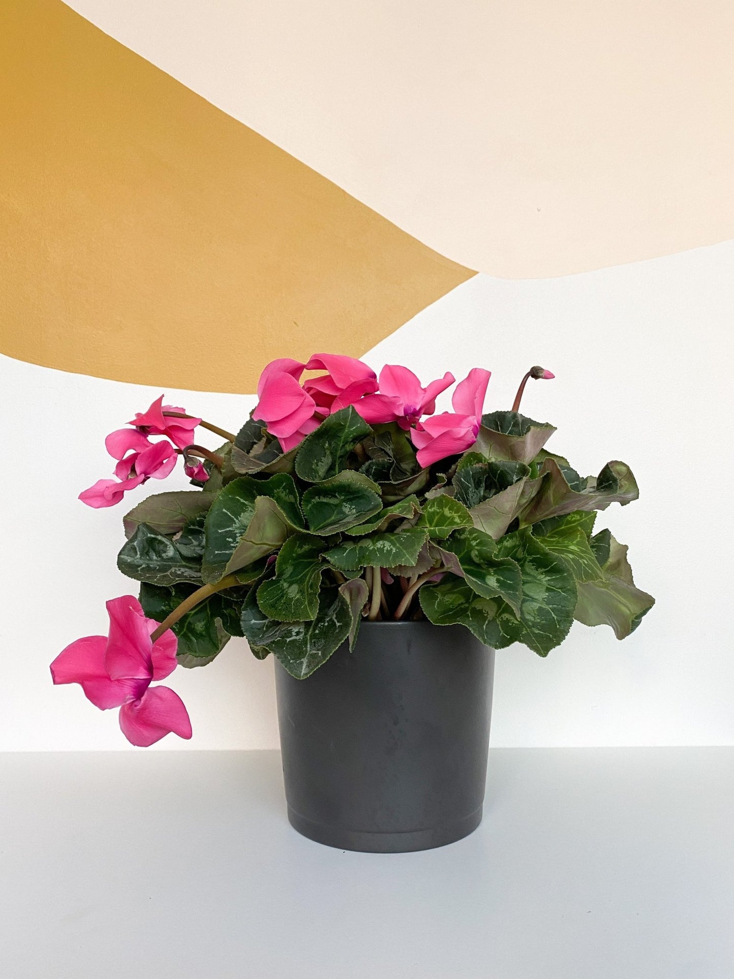 Angela (Cyclamen) - Alma Plantes