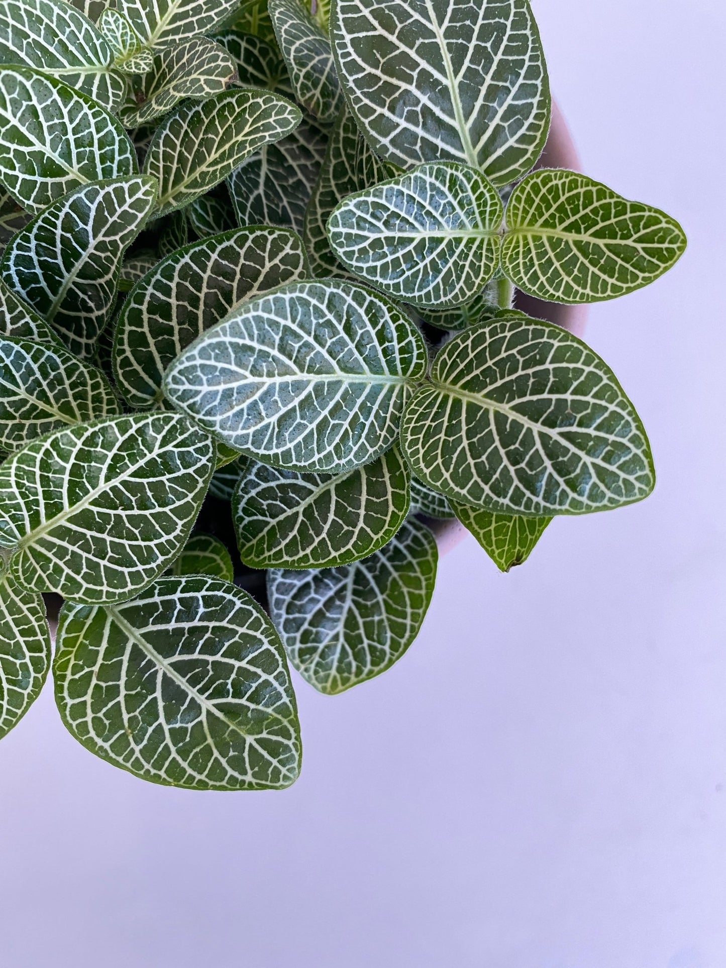 Antonia (Fittonia) - Alma Plantes
