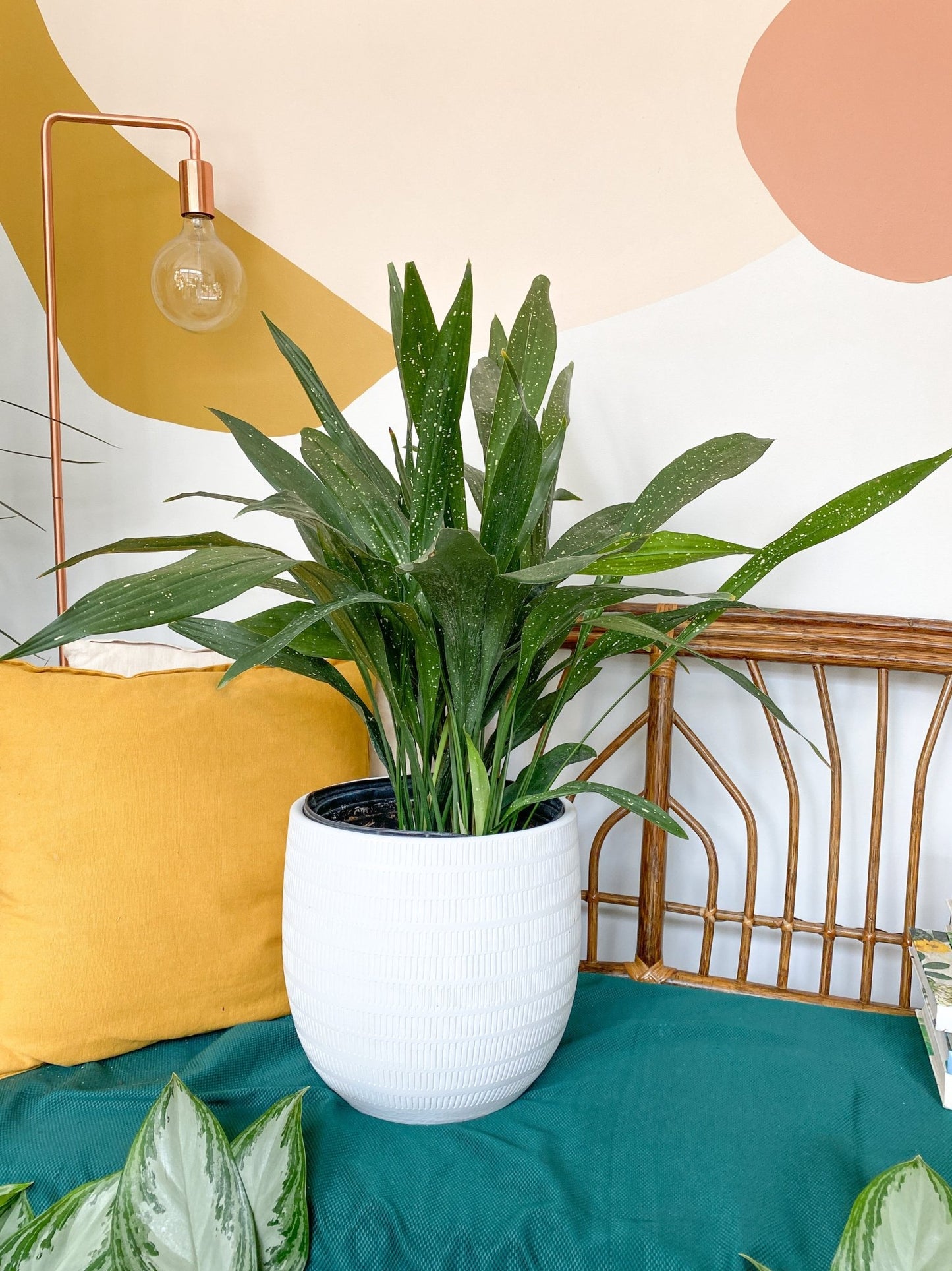 Astride (Aspidistra) - Alma Plantes