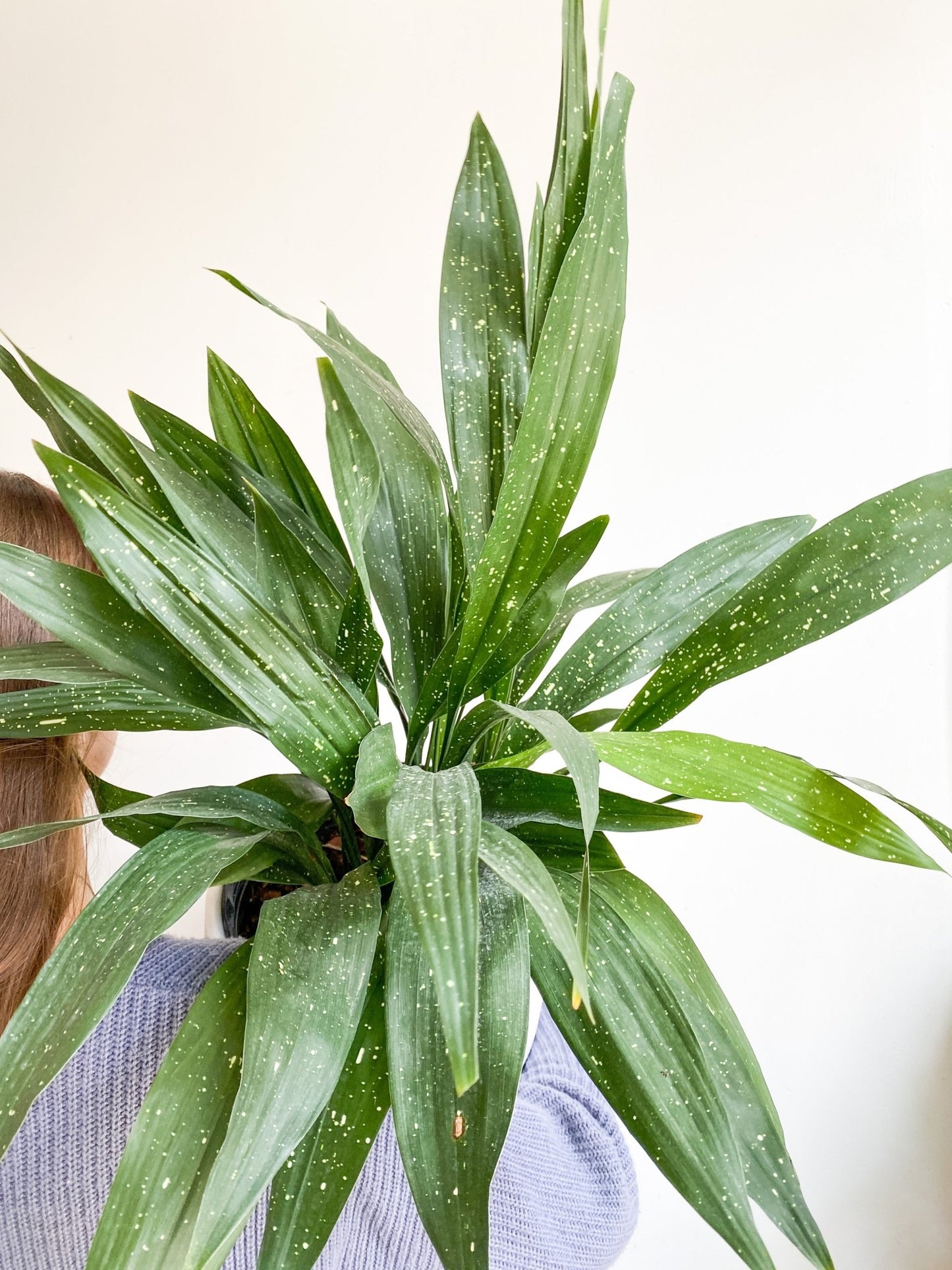 Astride (Aspidistra) - Alma Plantes