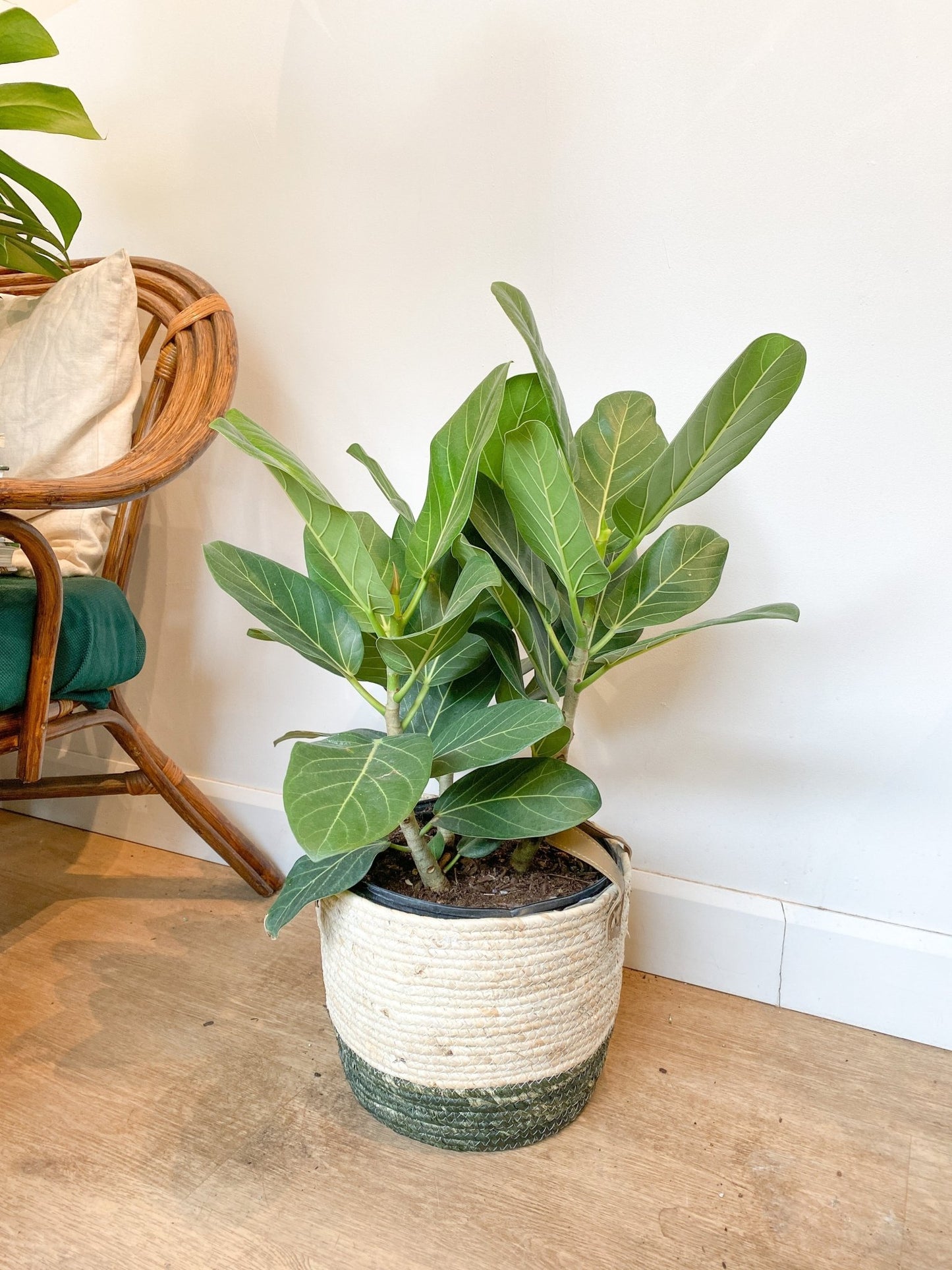 Audrey (Ficus) - Alma Plantes