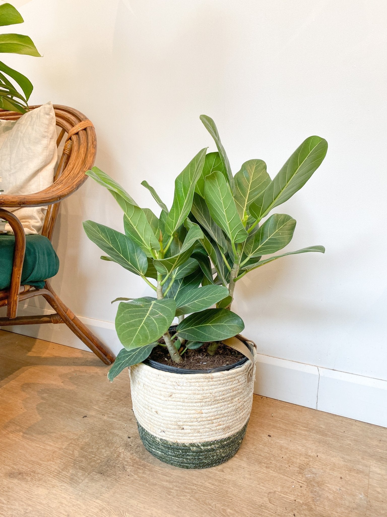 Audrey (Ficus) - Alma Plantes