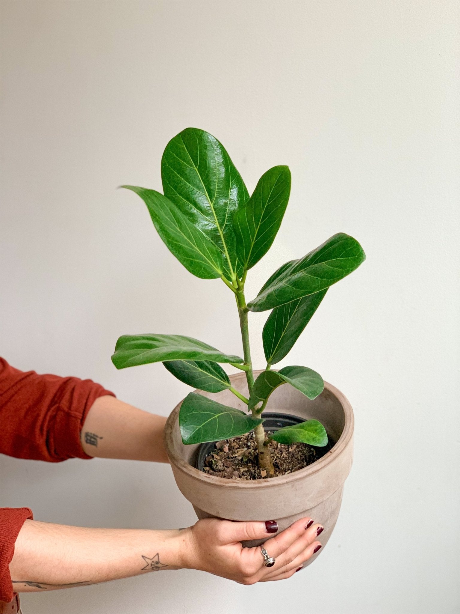 Audrey (Ficus) - Alma Plantes