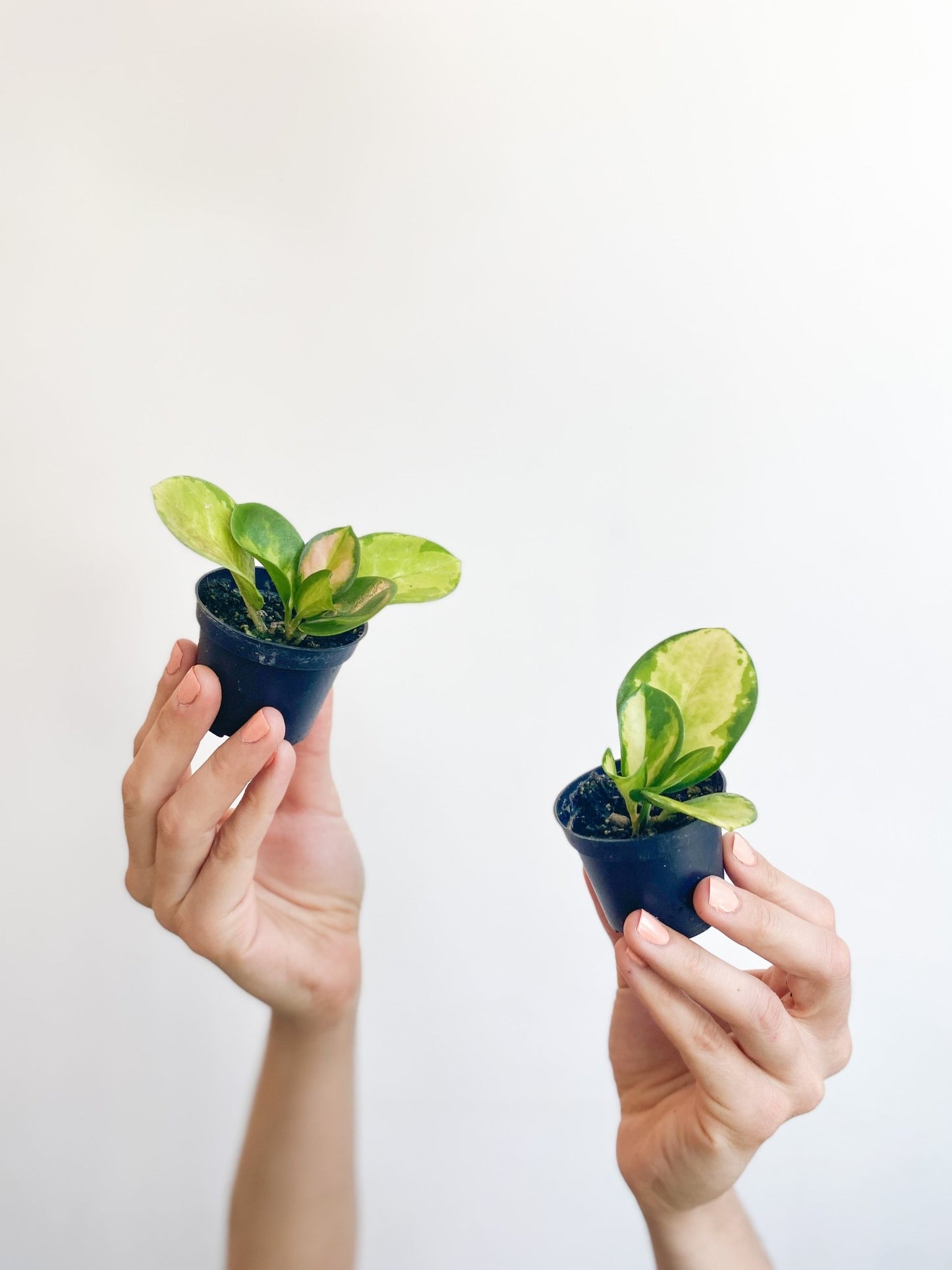 Australis (Hoya) - Alma Plantes
