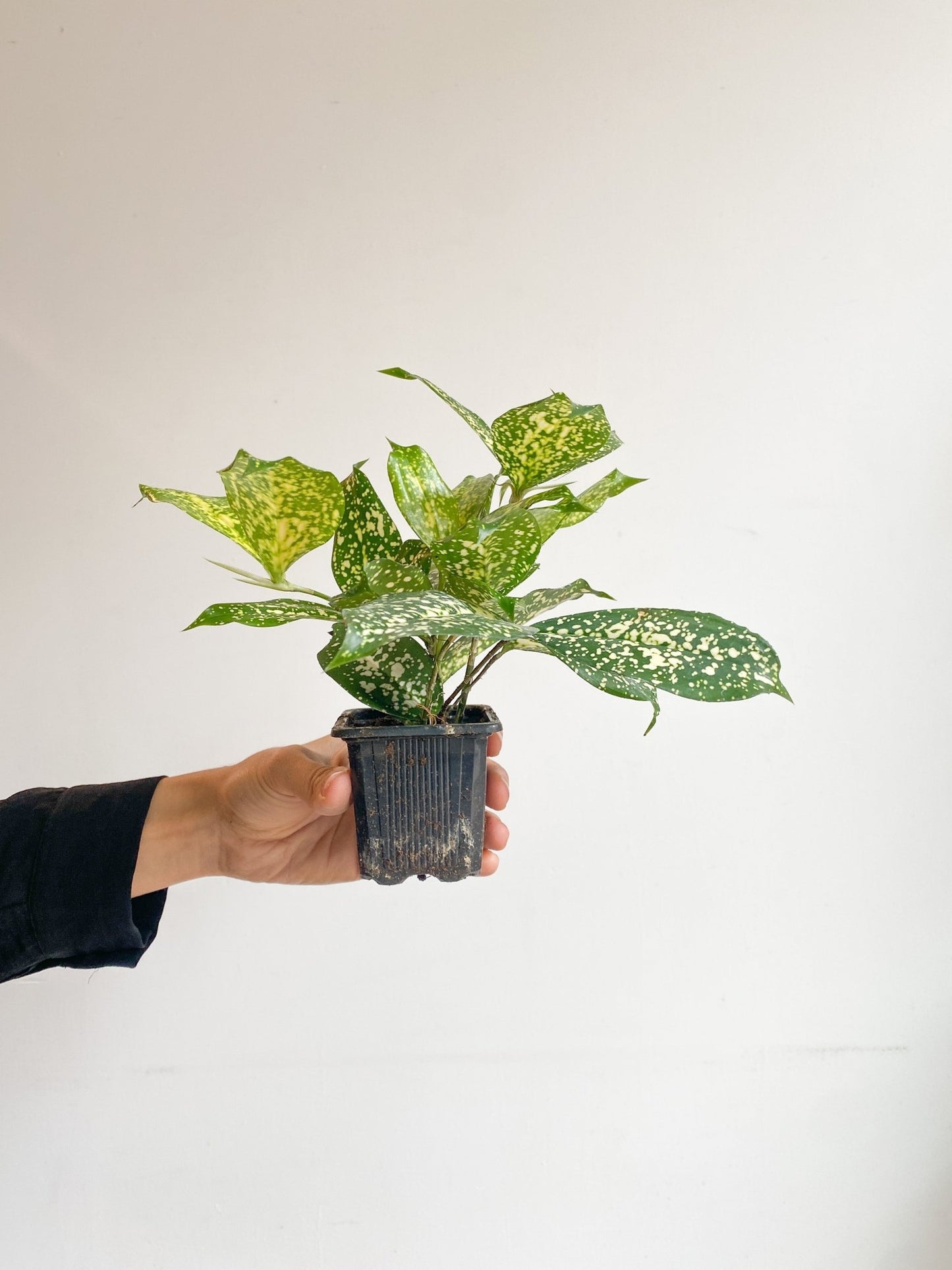 Beady (Dracaena) - Alma Plantes