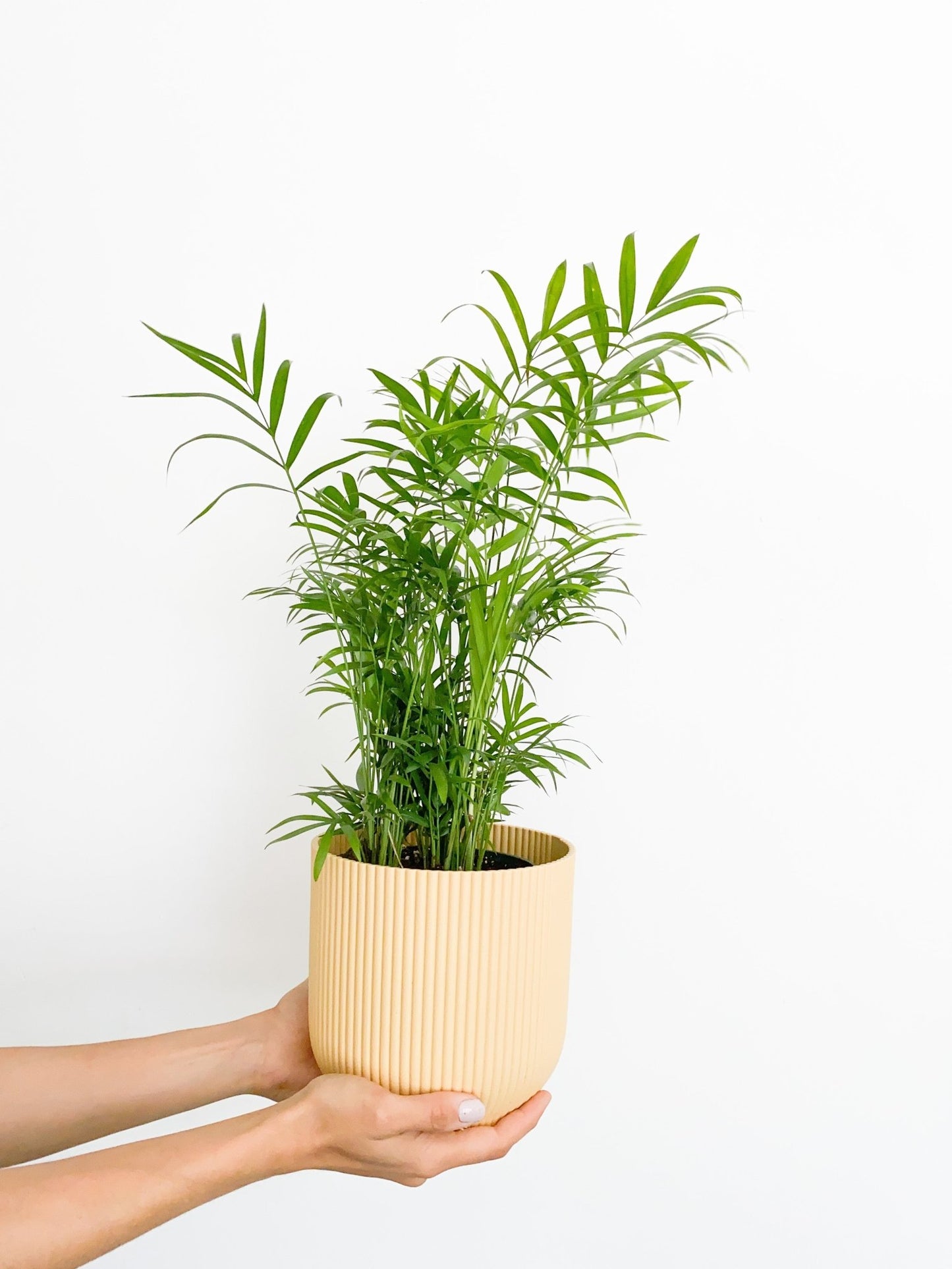 Belem (Palmier) - Alma Plantes