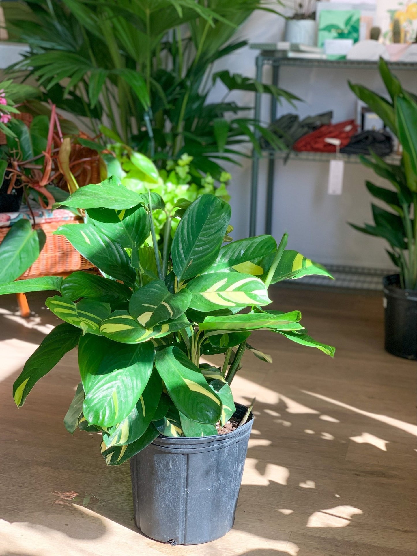 Betty (Ctenanthe) - Alma Plantes