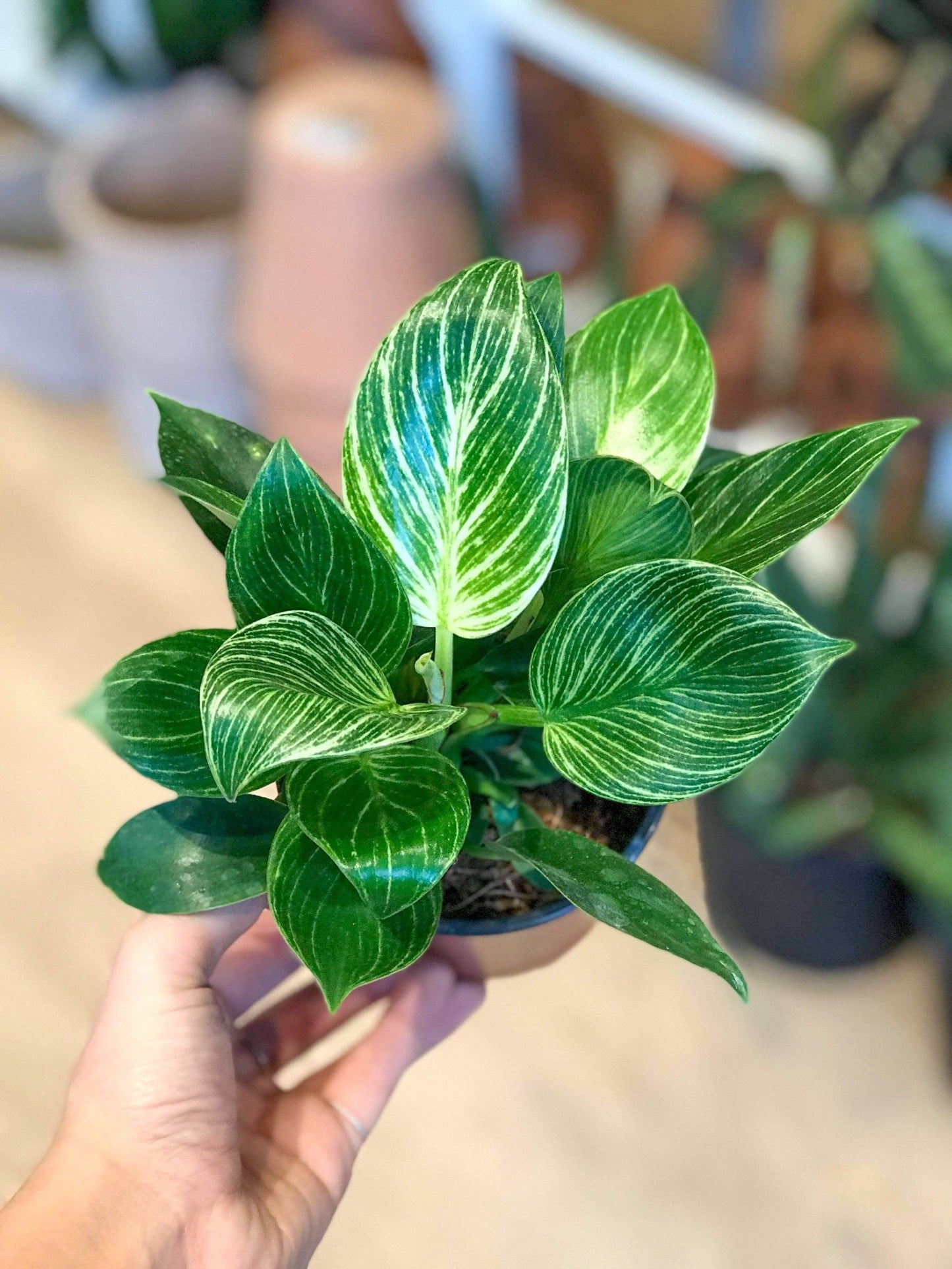 Birkin (Philodendron) - Alma Plantes