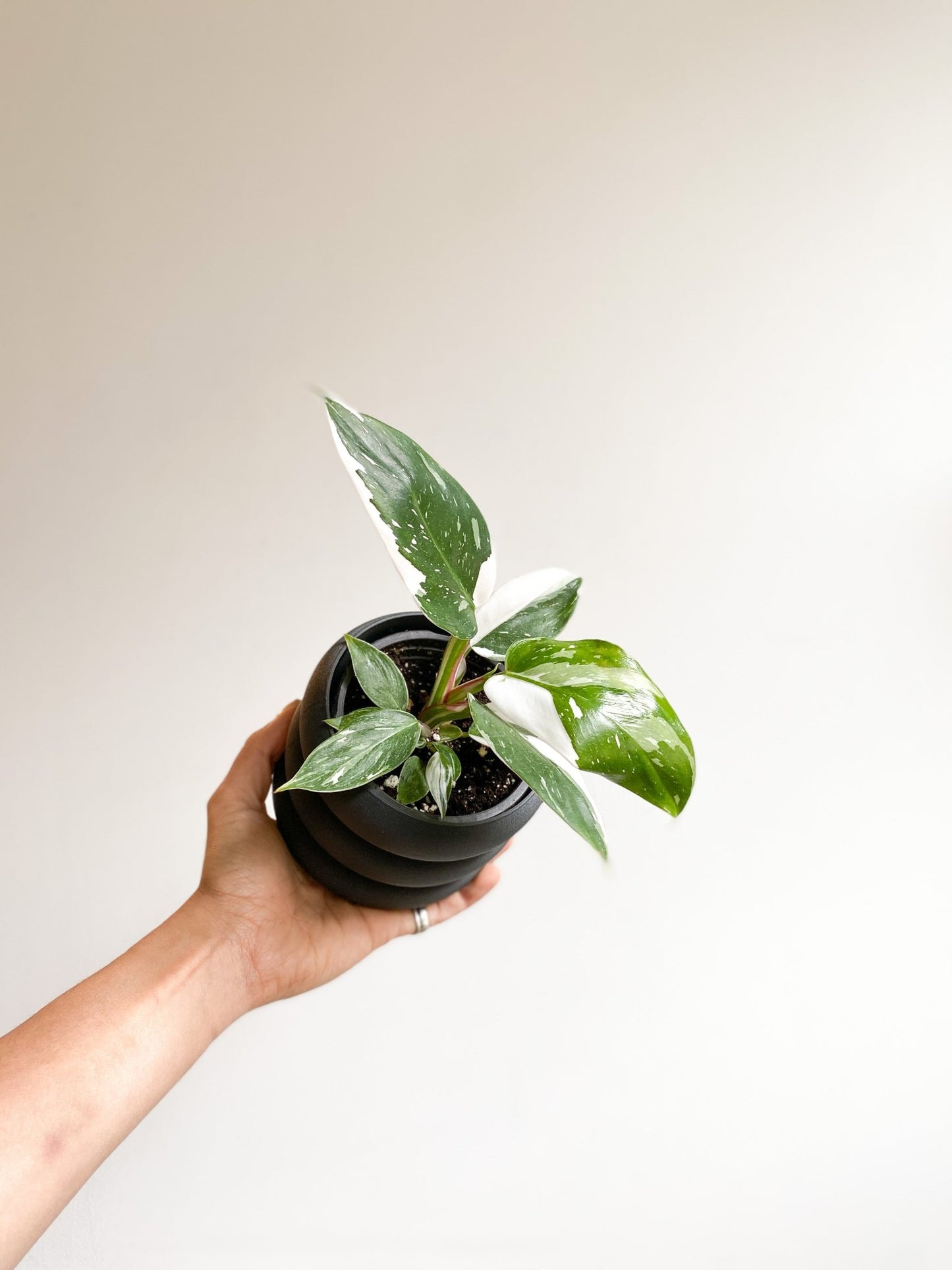 Blanche (Philodendron) - Alma Plantes