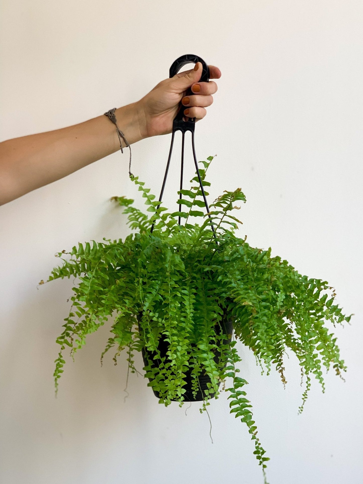 Boston (Fougère) - Alma Plantes