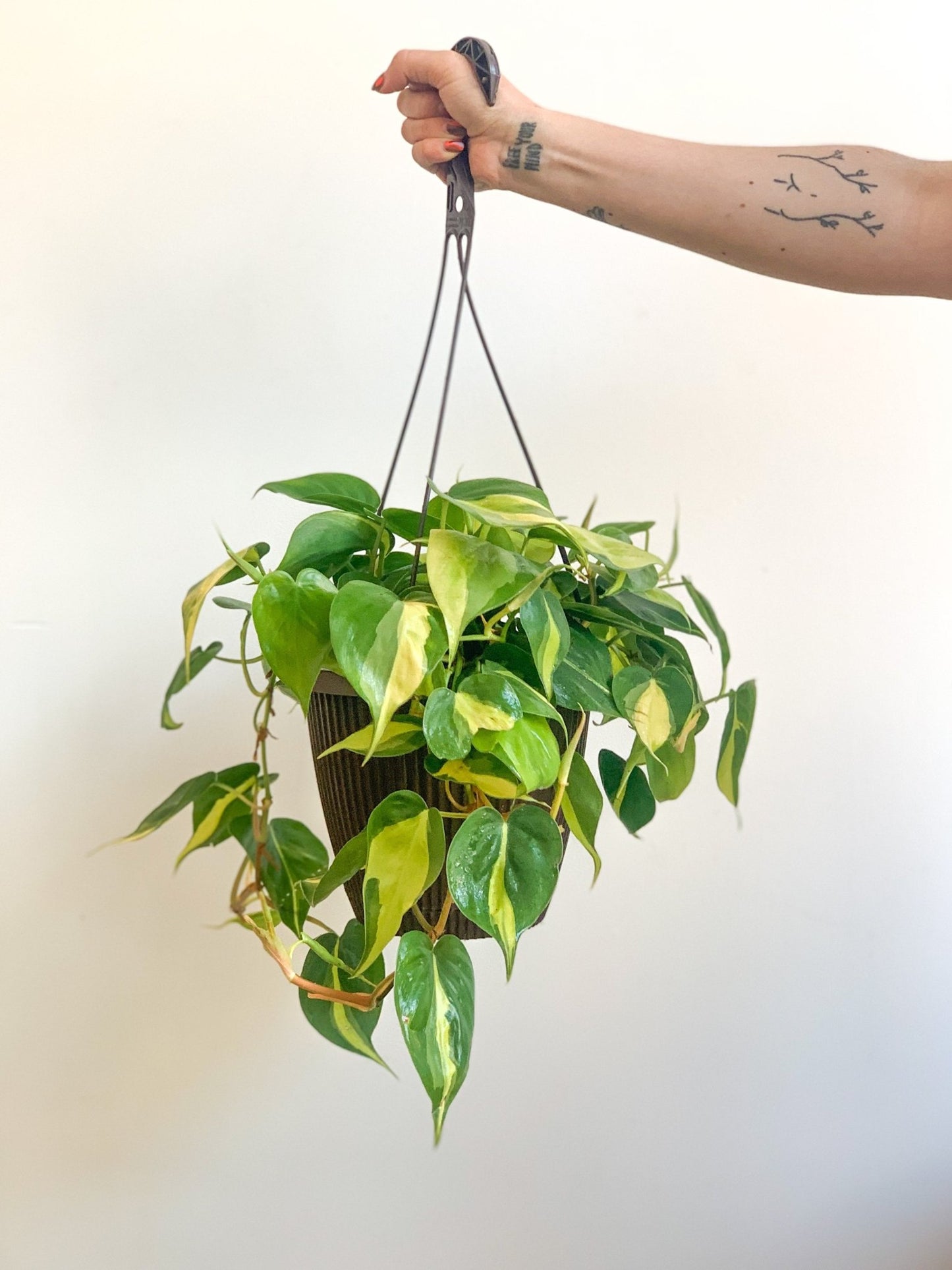 Bryan (Philodendron) - Alma Plantes