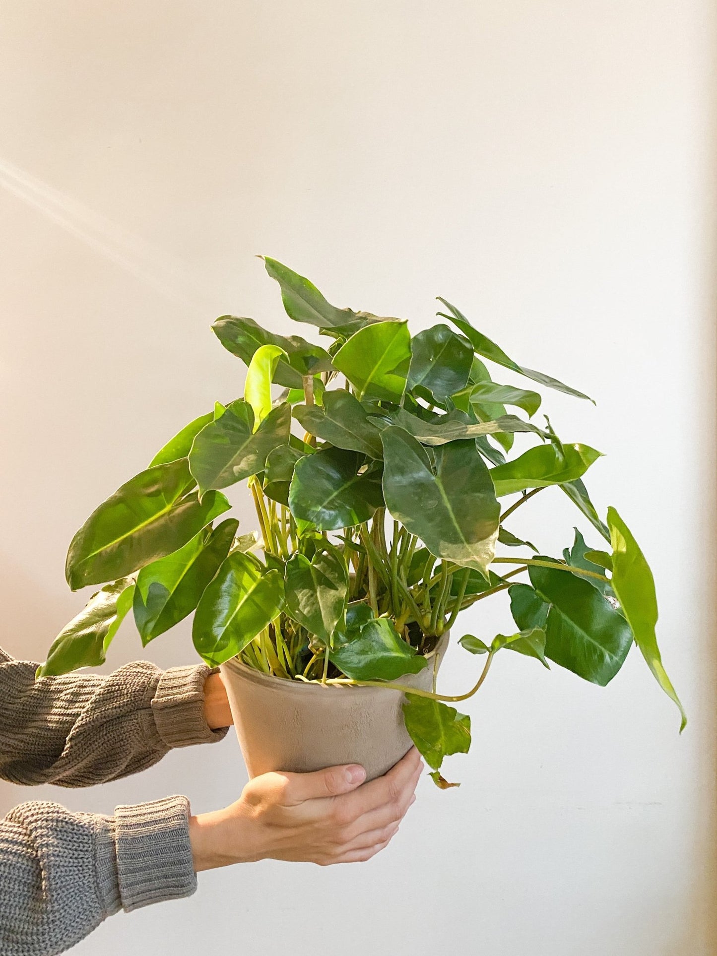 Burle Marx (Philodendron) - Alma Plantes