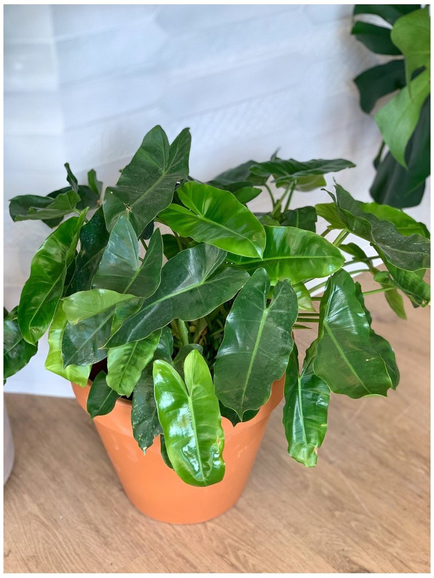 Burle Marx (Philodendron) - Alma Plantes