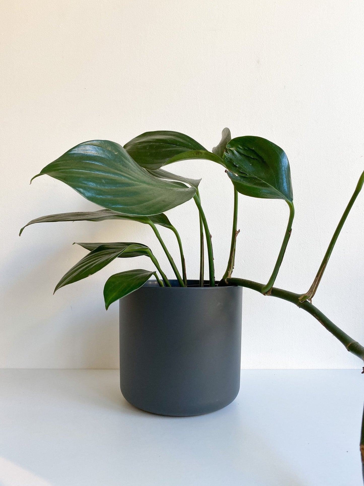 Cache pot cylindre - noir - Alma Plantes