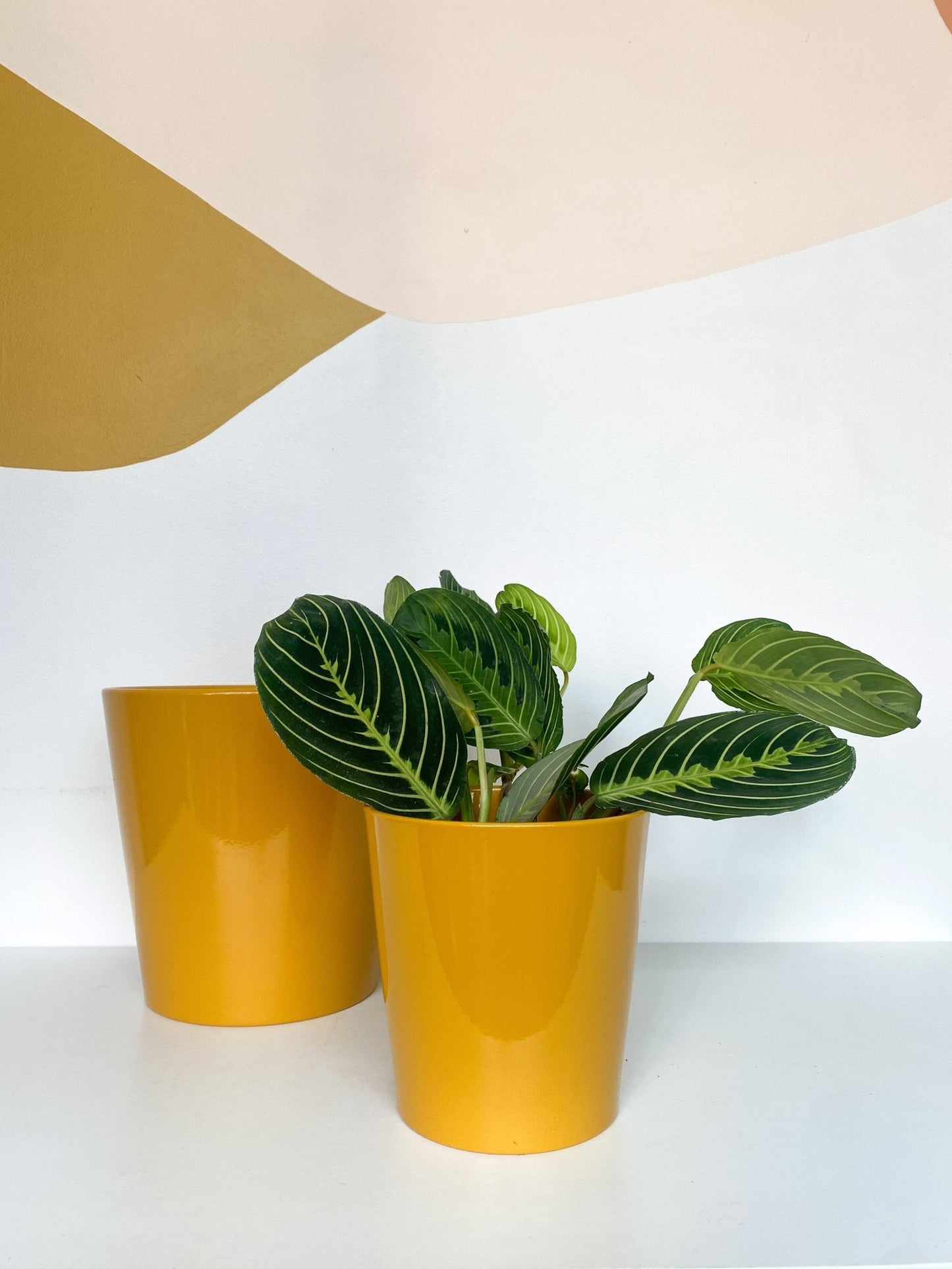 Cache - pot dallas breeze - Alma Plantes