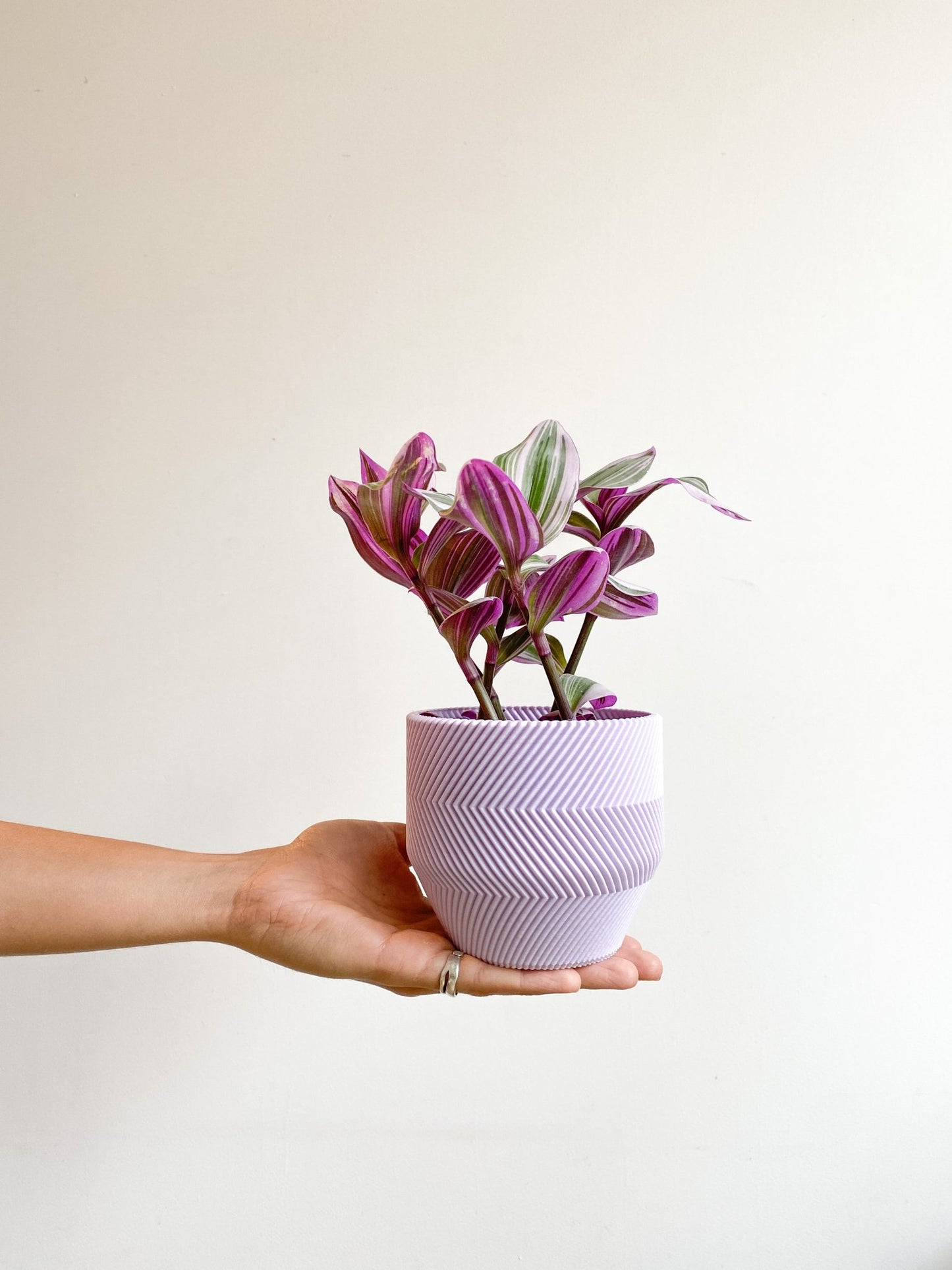 Cache pot 'Le Zébré' - Alma Plantes