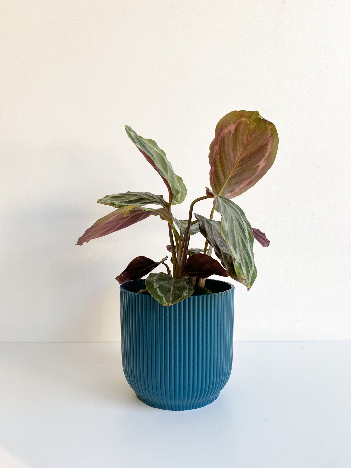 Cache pot texturé - bleu - Alma Plantes