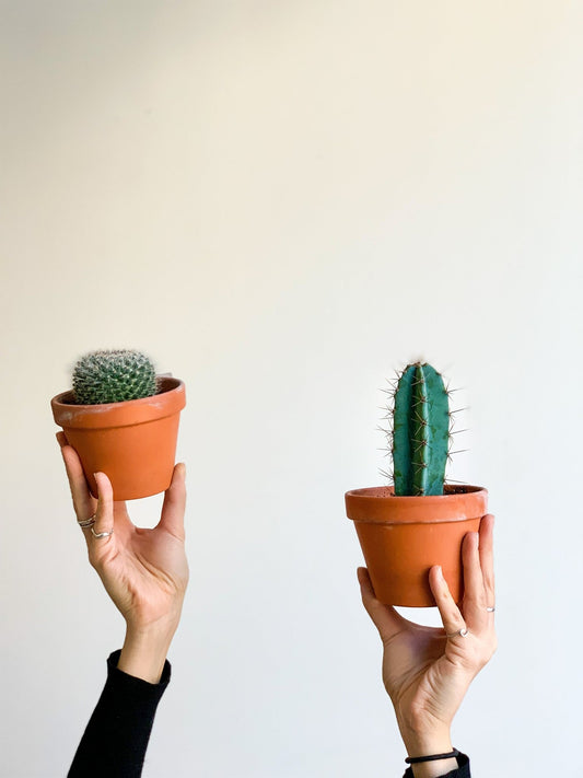 Cactus assorti - en pot de grès - Alma Plantes