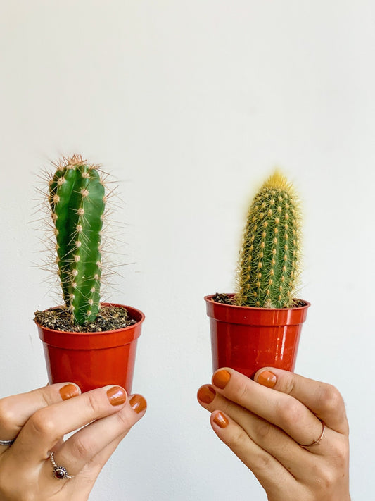Cactus assortis - Alma Plantes