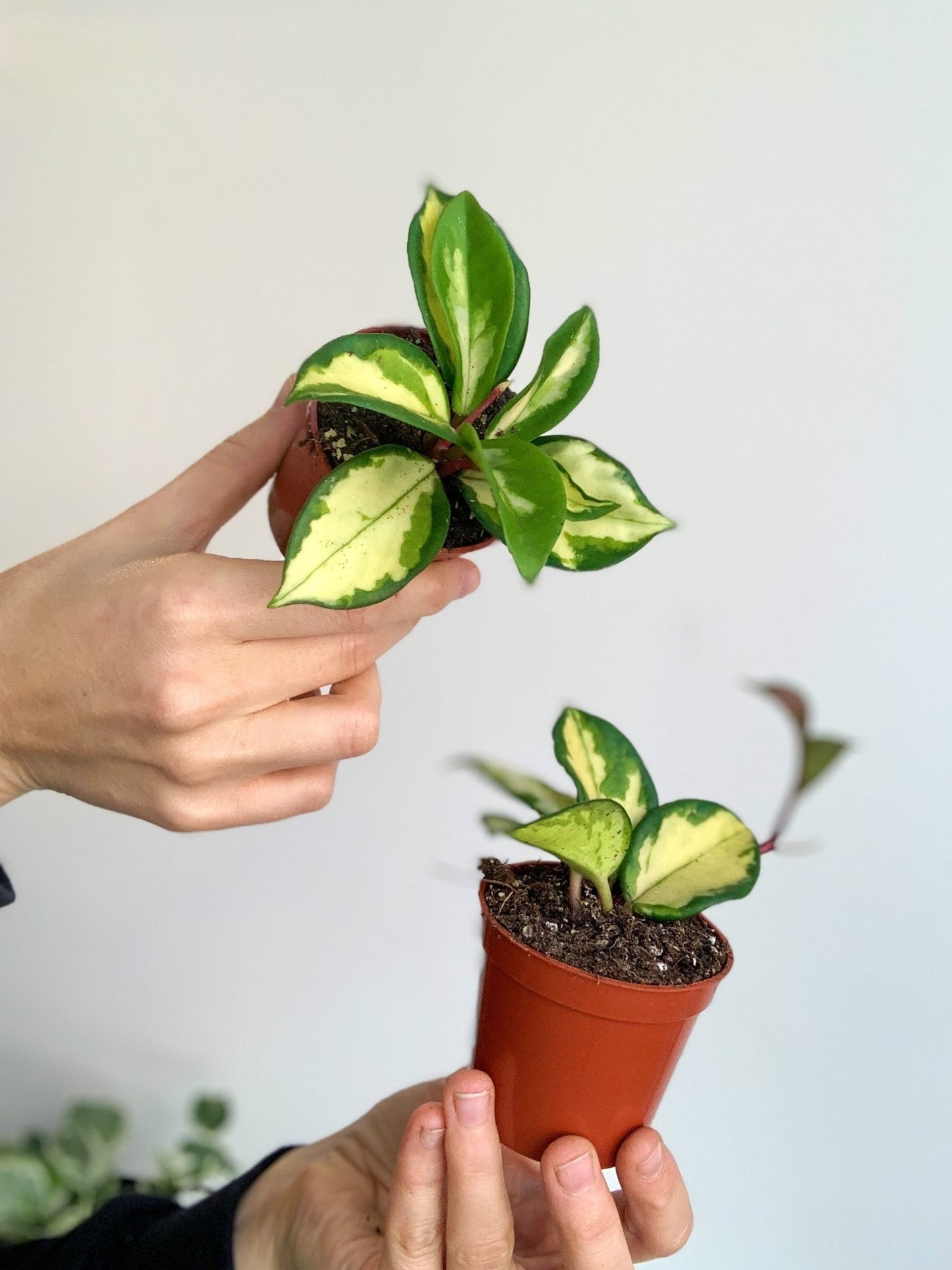 Carla (Hoya) - Alma Plantes