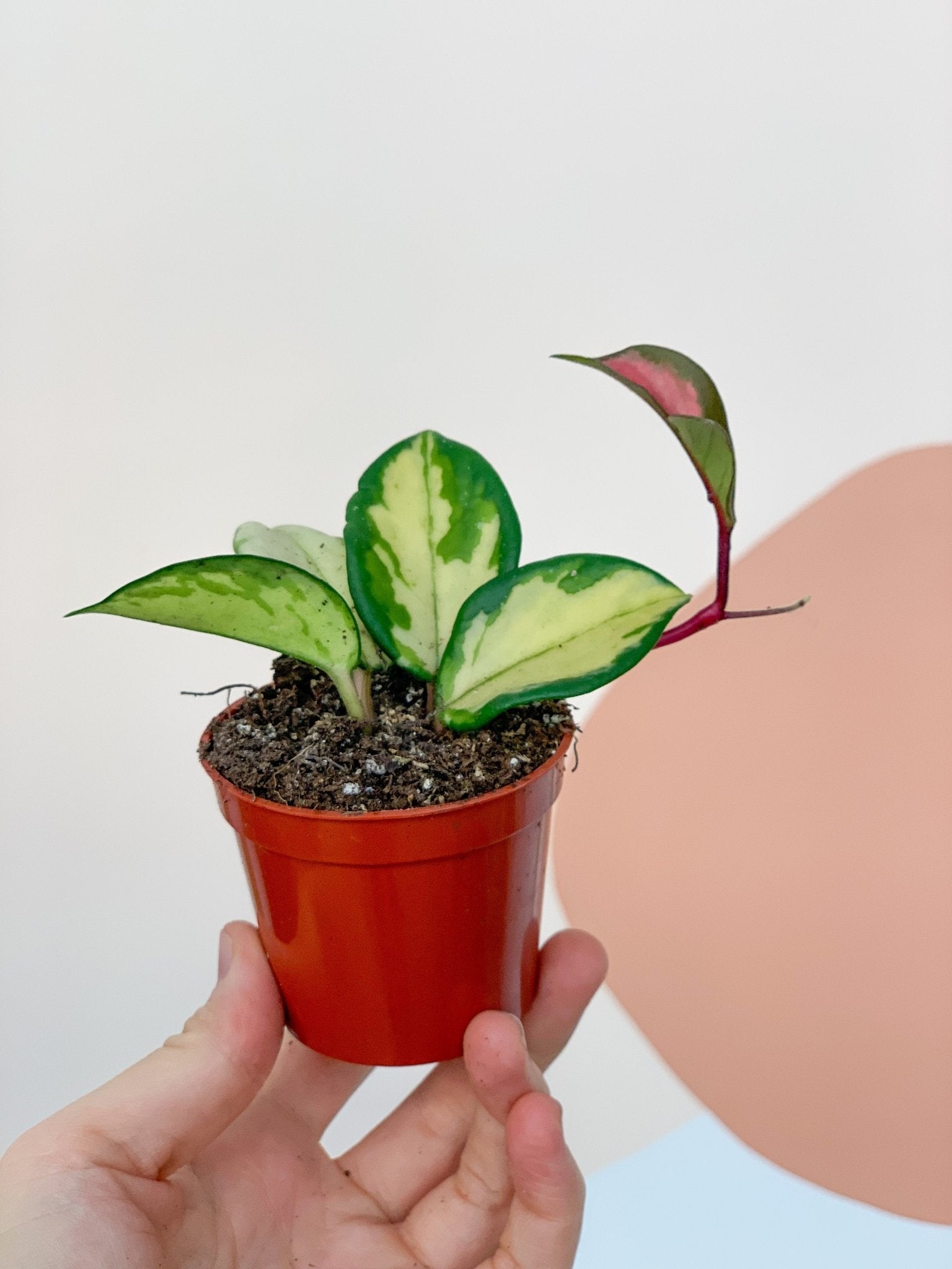 Carla (Hoya) - Alma Plantes