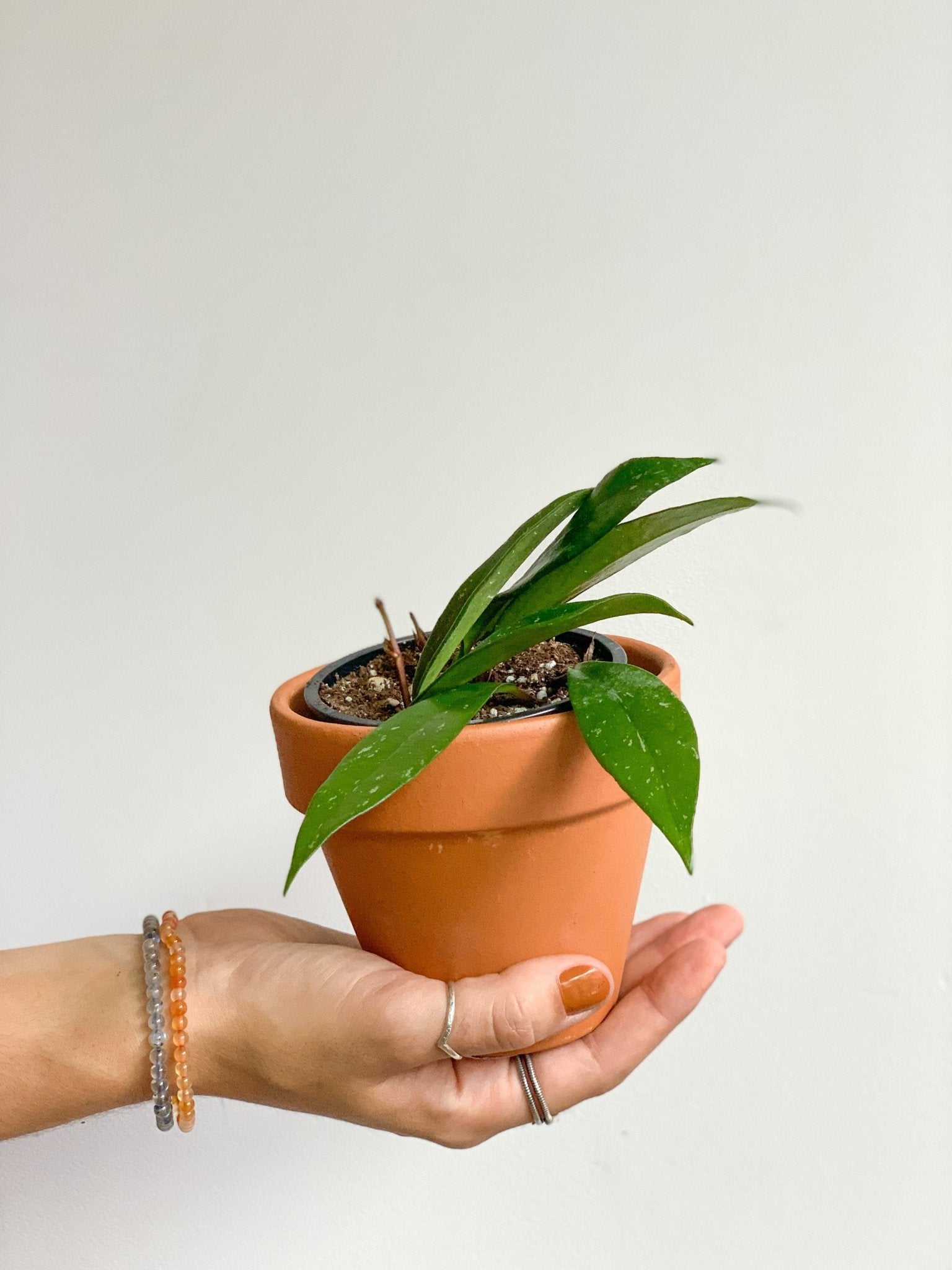 Carlito (Hoya) - Alma Plantes