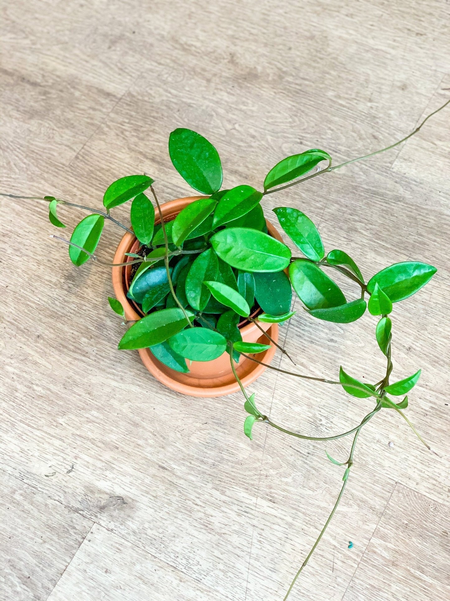 Carlos (Hoya) - Alma Plantes