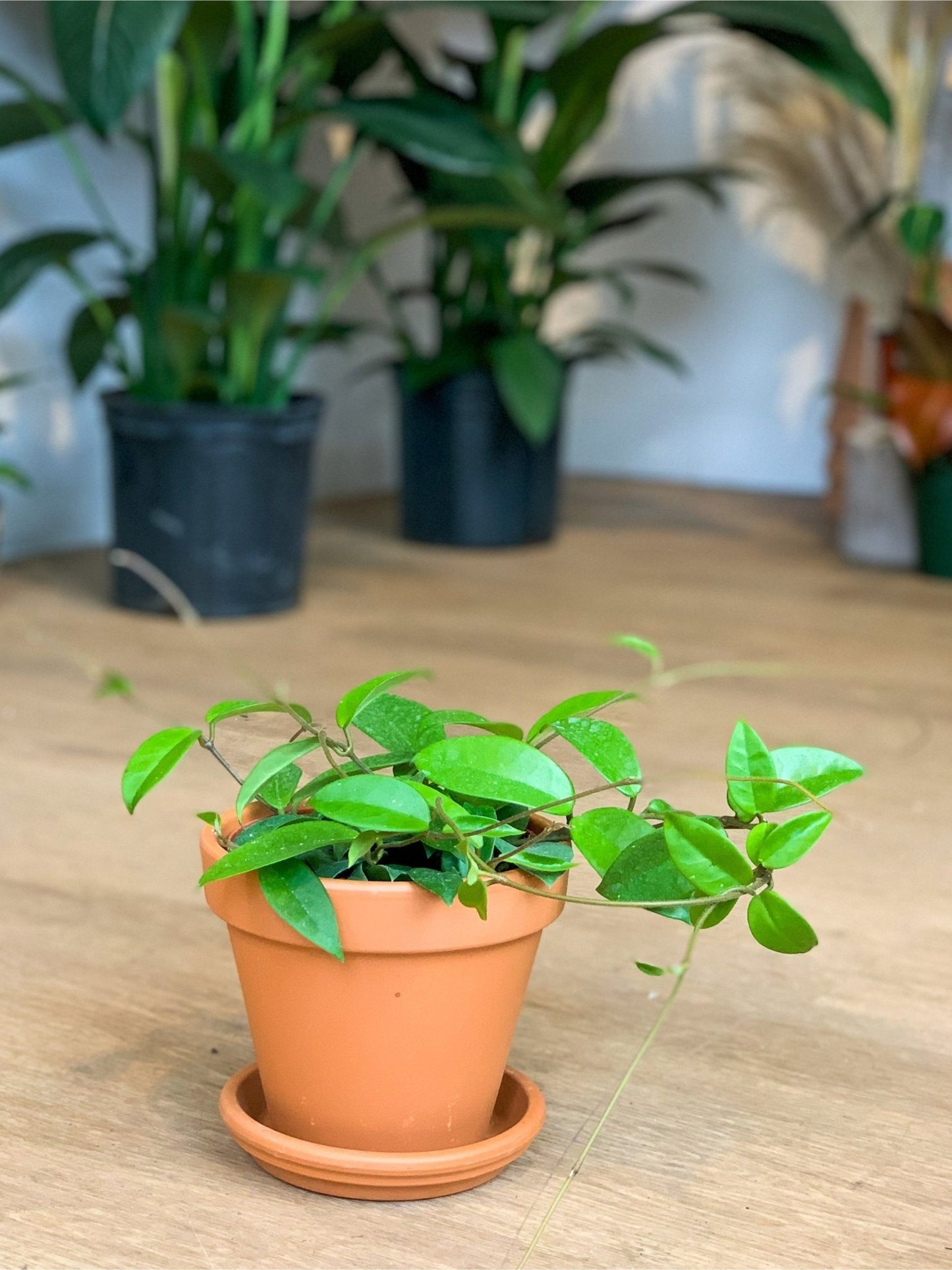 Carlos (Hoya) - Alma Plantes