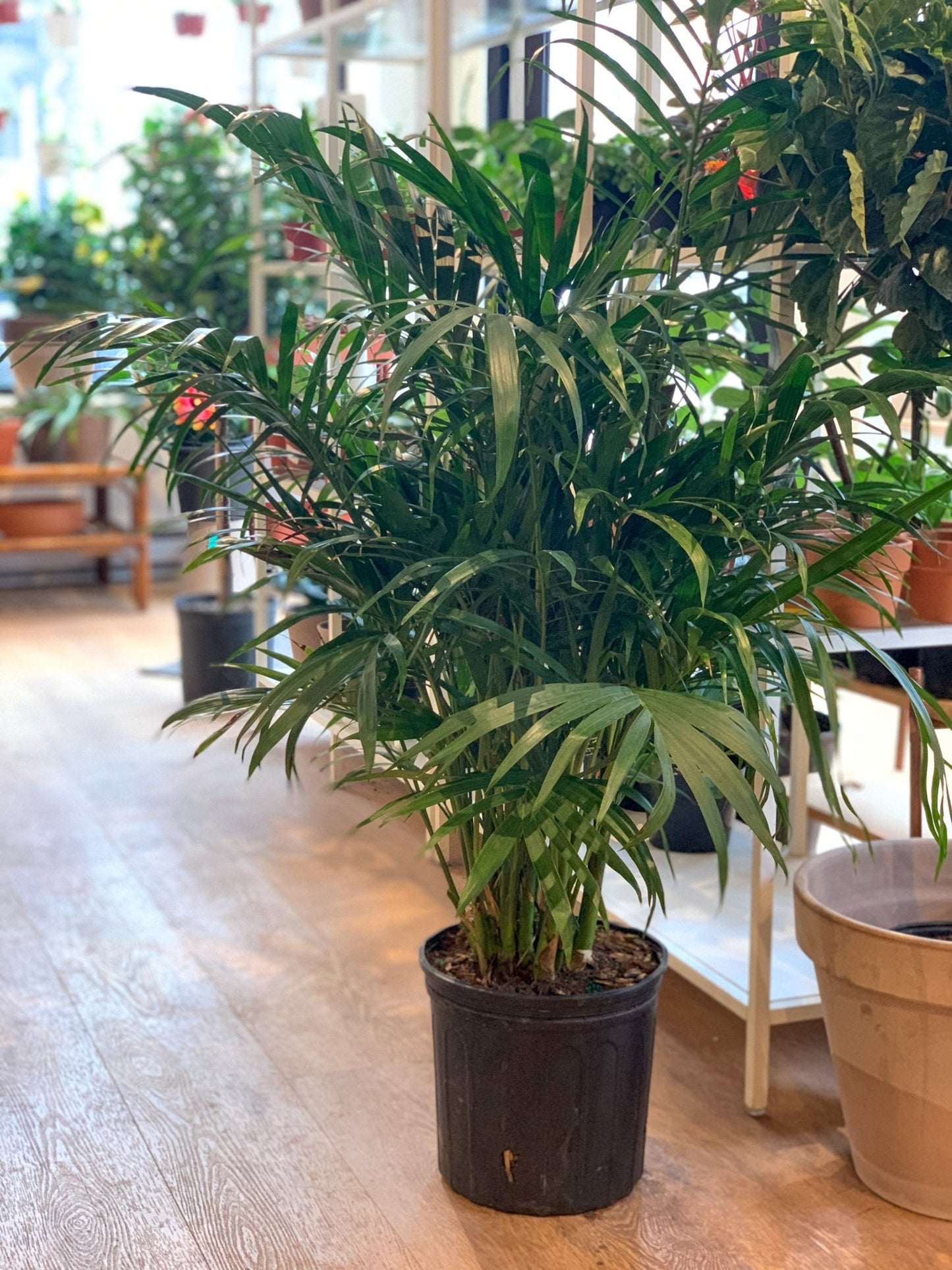 Cathy (Palmier) - Alma Plantes