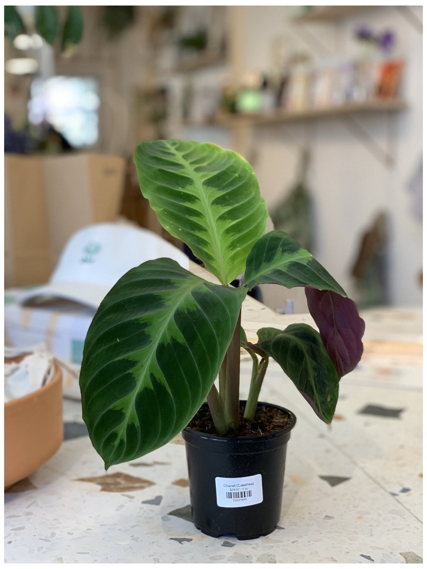 Chanel (Calathea) - Alma Plantes