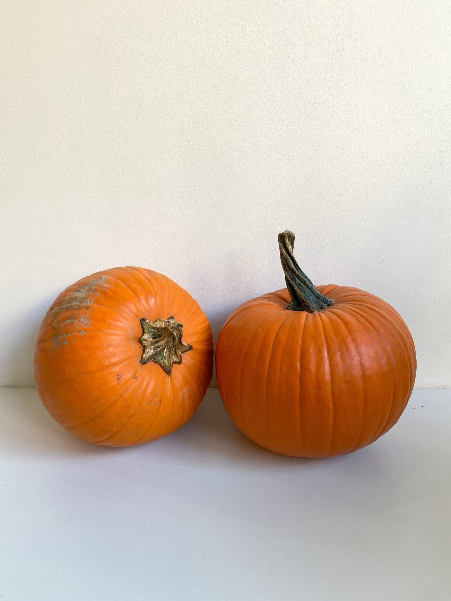 Citrouille - Alma Plantes