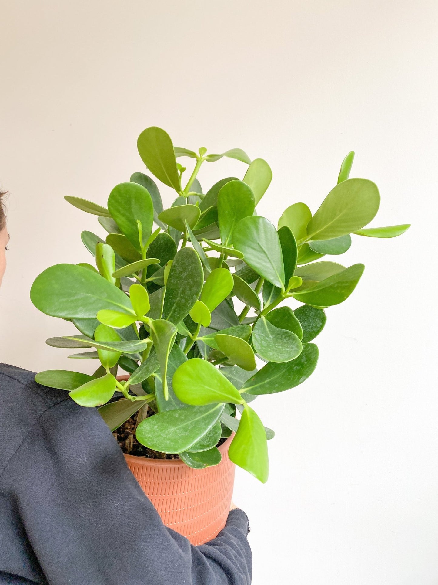 Clémence (Clusia) - Alma Plantes